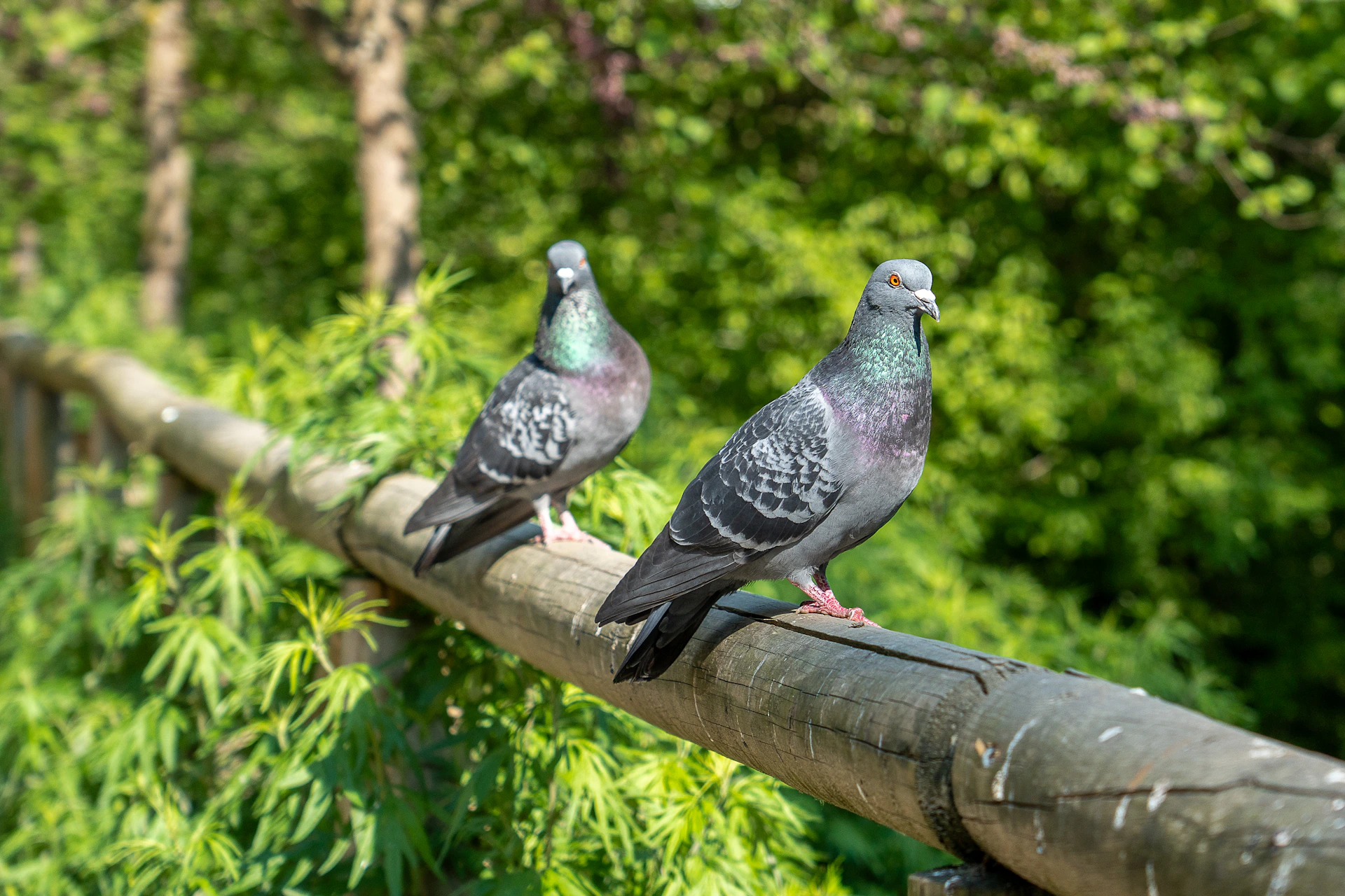 Two pigeons sit on a wooden fence with green trees.