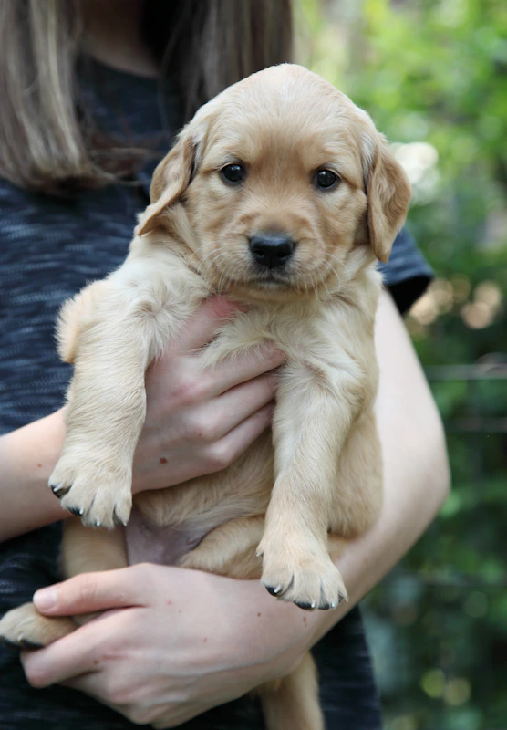Mayanka B from Bangalore with her Golden Retriever puppy