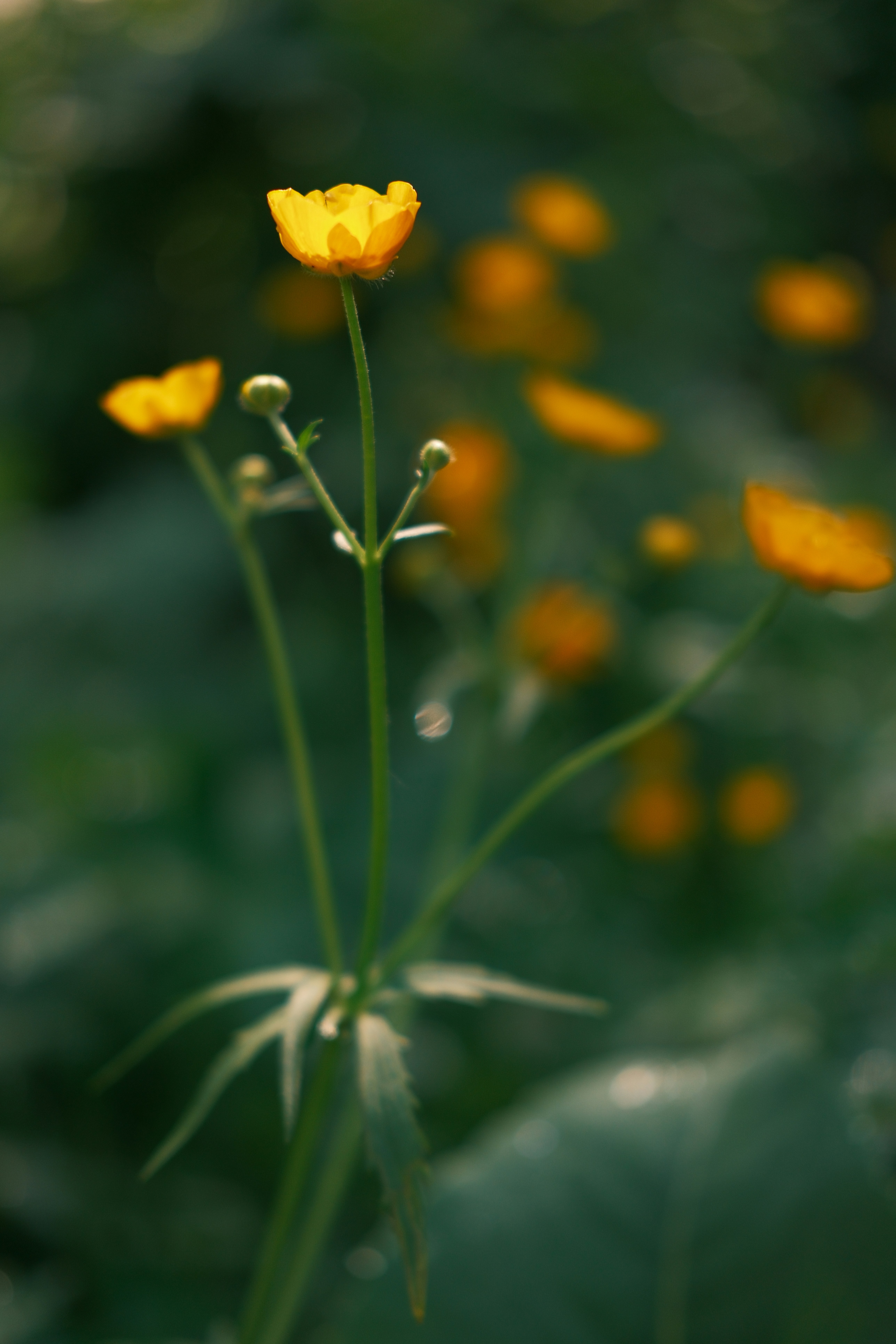 Photo by katishna