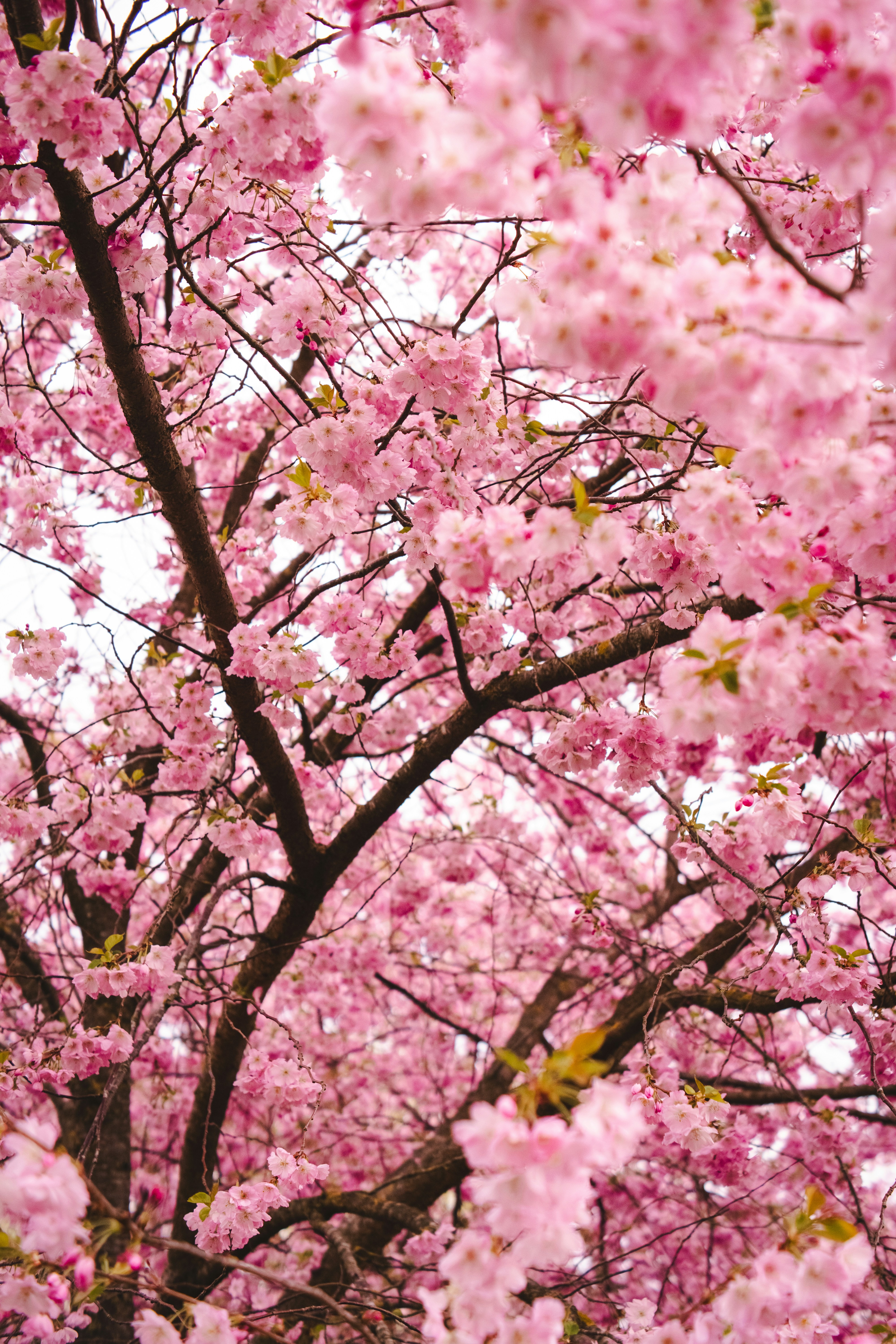 Photo by viikster