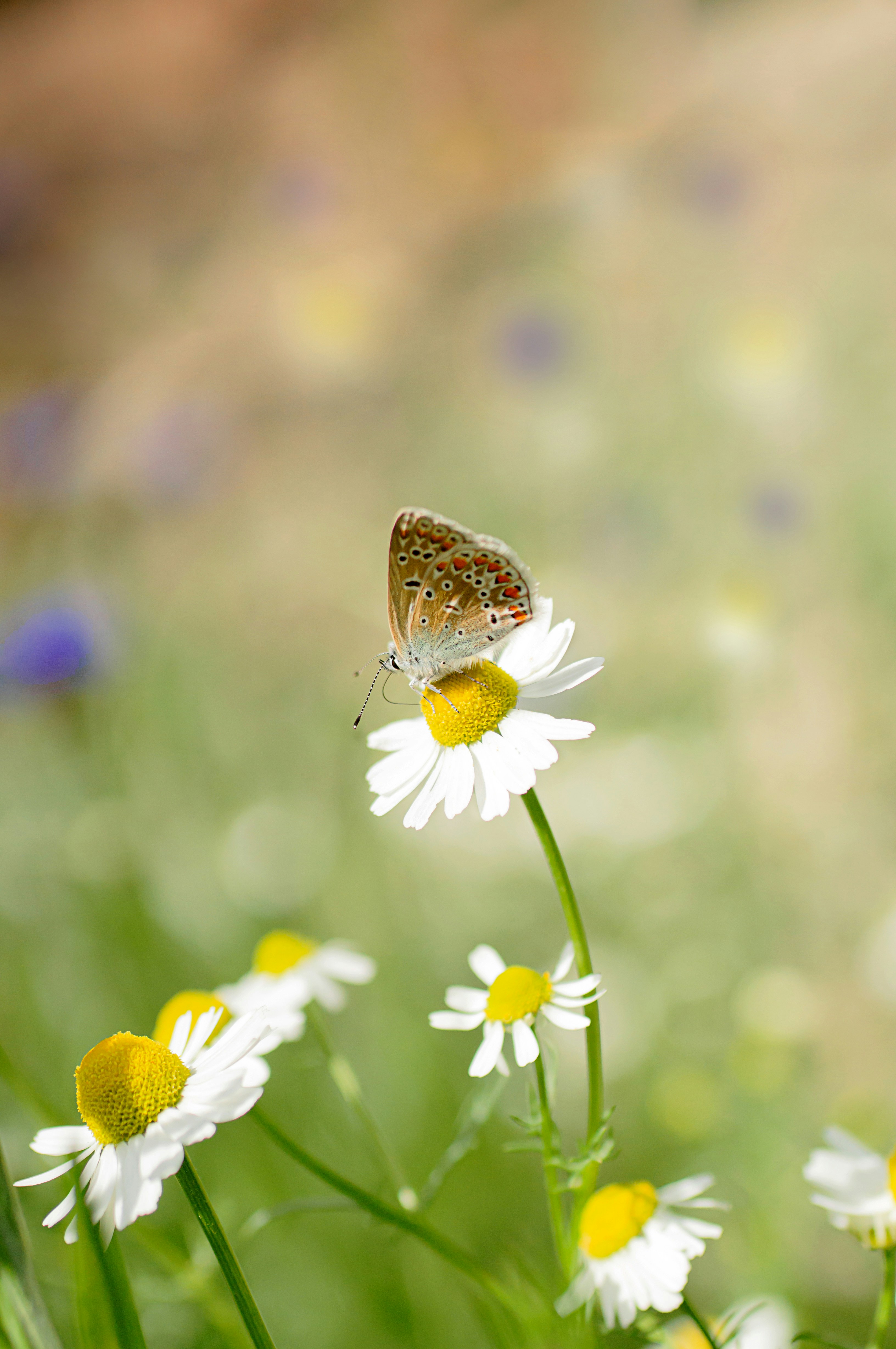 Photo by sicunov