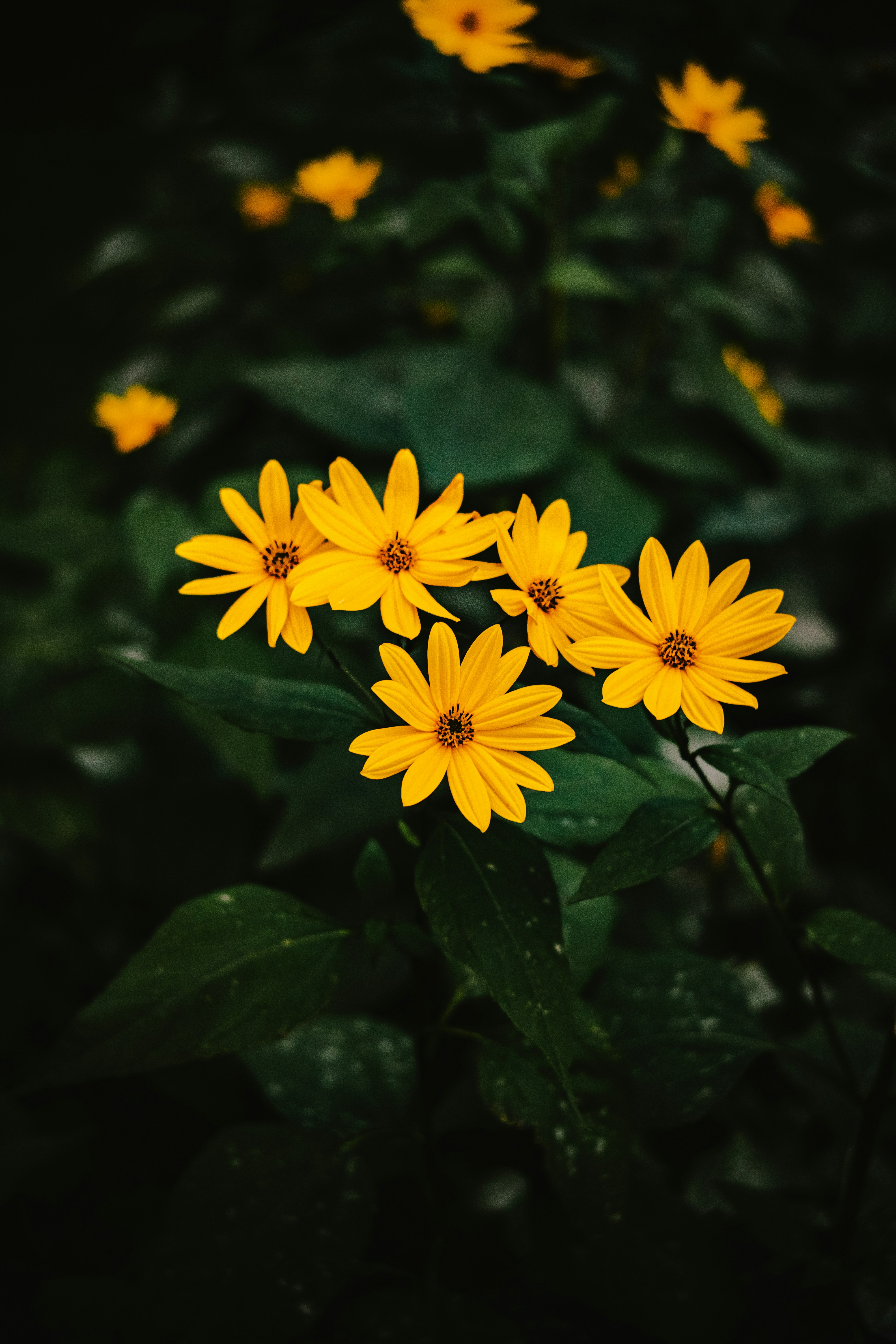 Photo by viikster