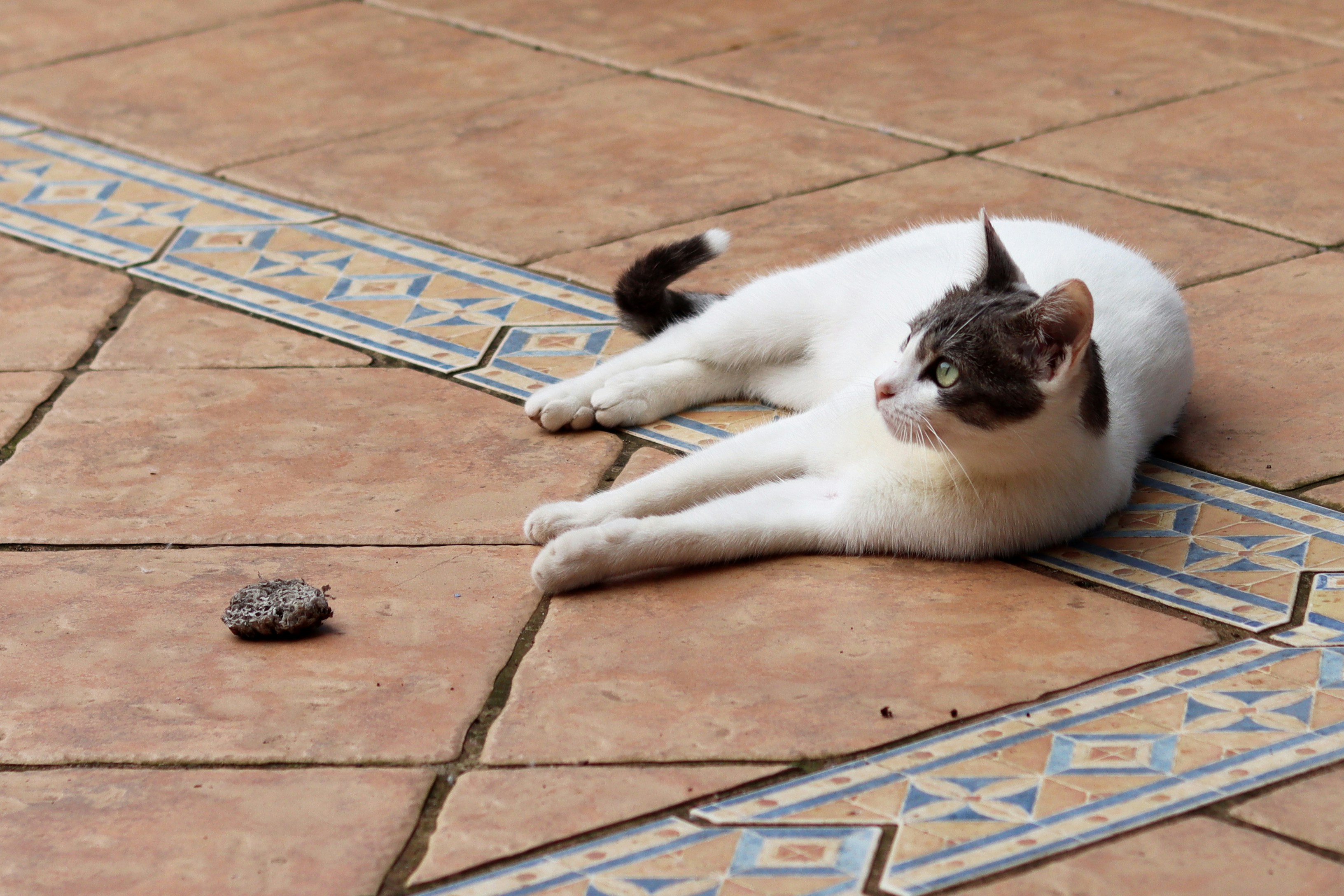 Eine weiße und graue Katze, die auf einer gefliesten Terrasse entspannt.