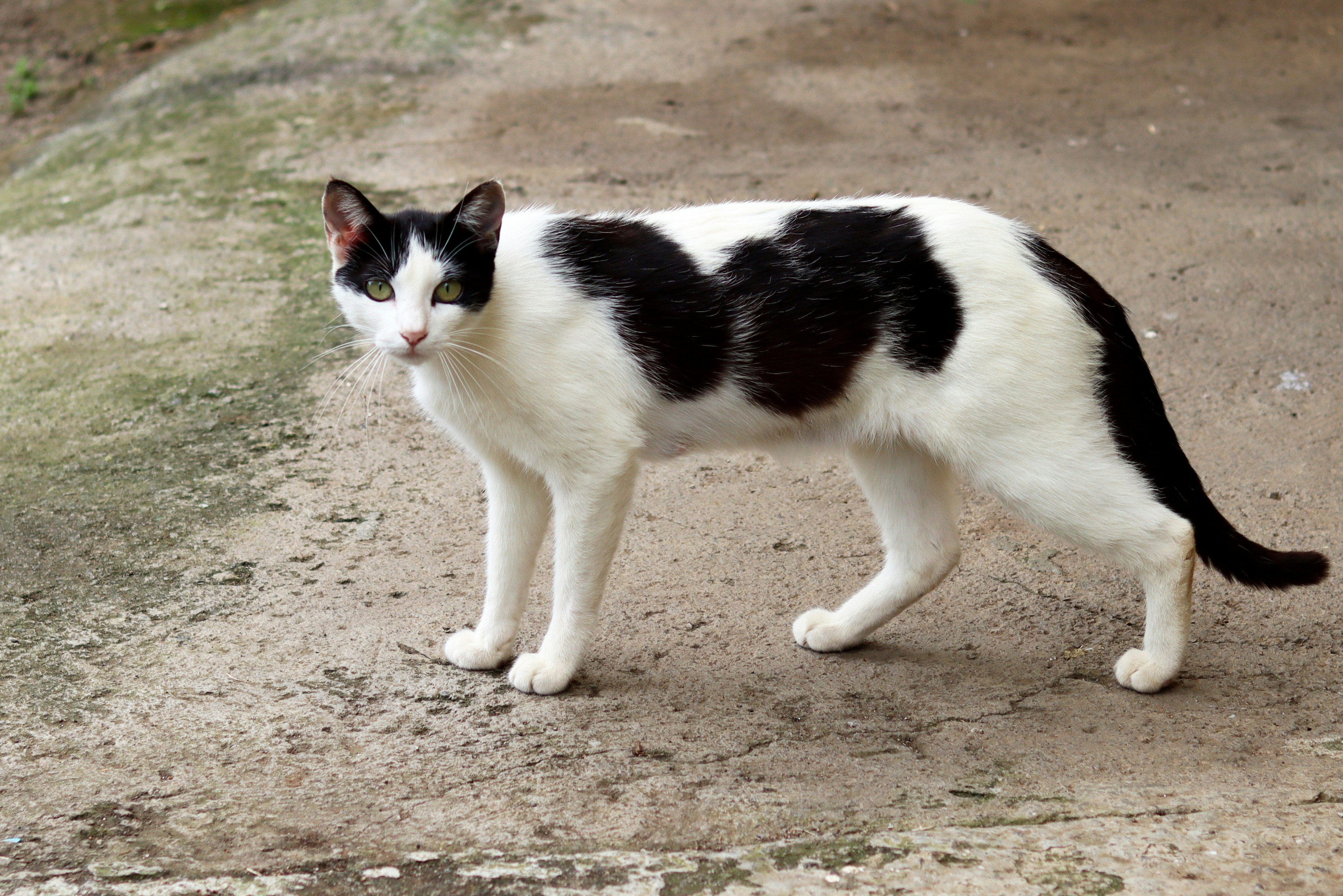 Eine schwarz-weiße Katze steht auf einem Betonweg.