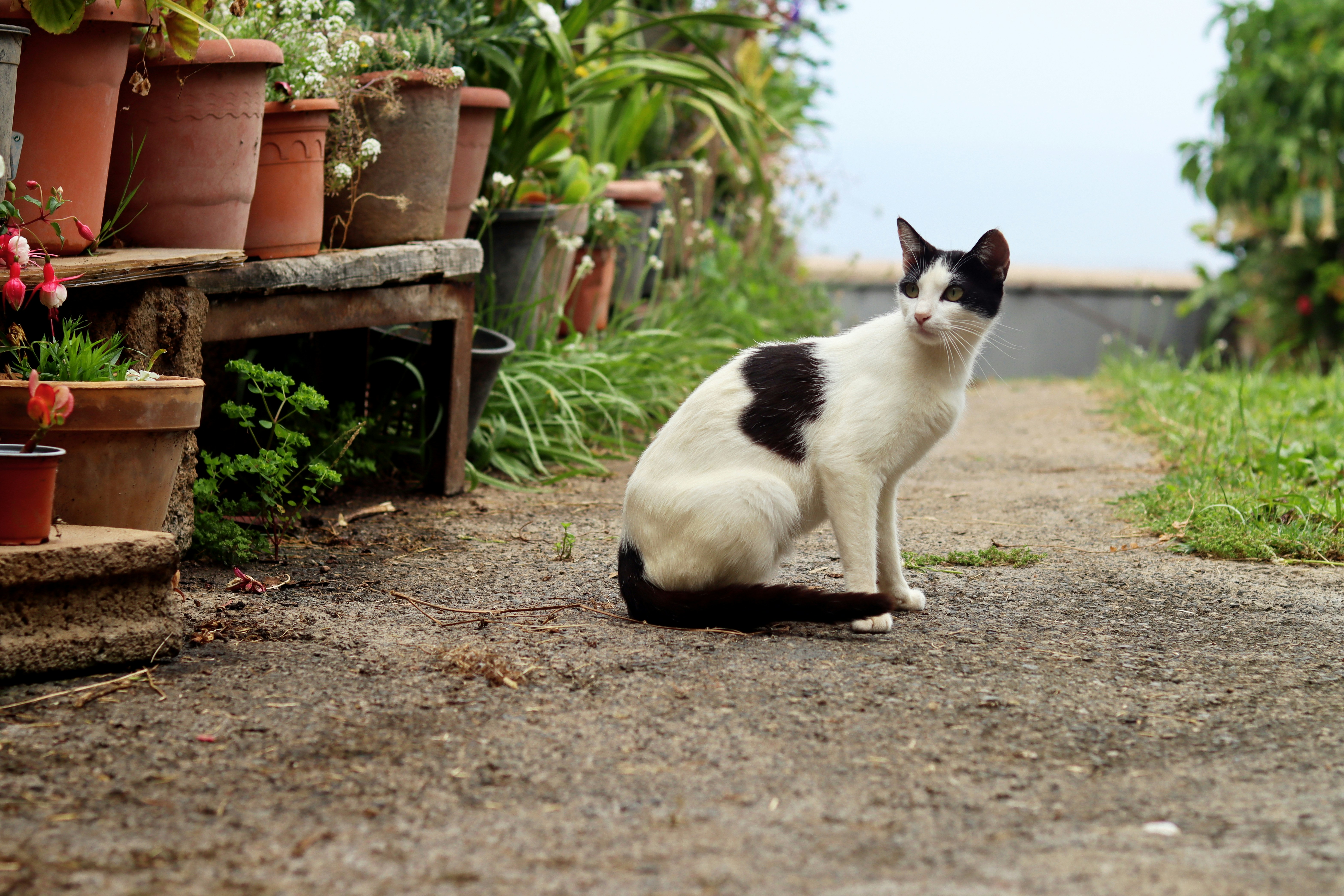 Eine schwarz-weiße Katze sitzt auf einem Feldweg.