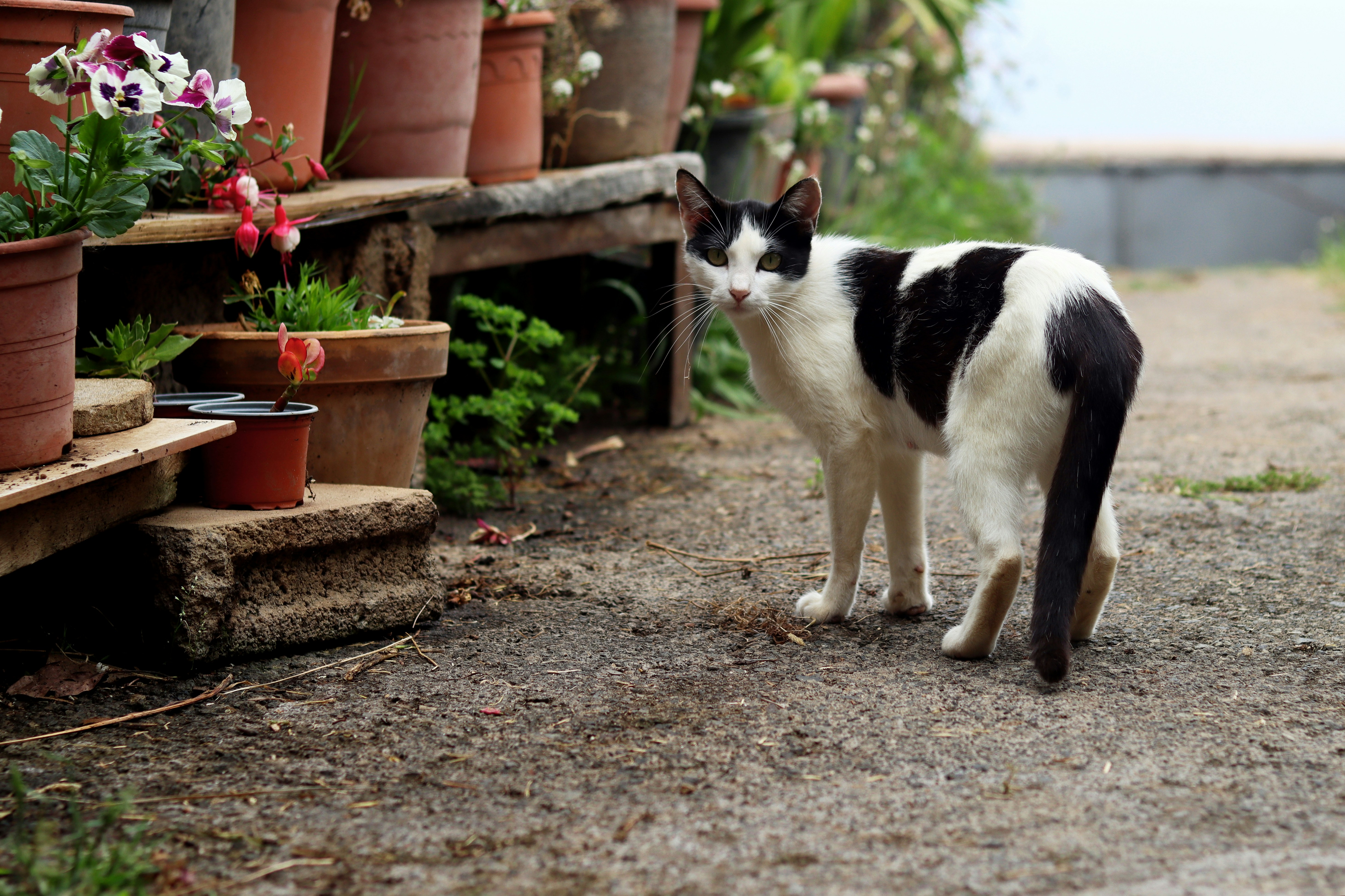Eine schwarz-weiße Katze schaut zurück in die Nähe von Topfpflanzen.
