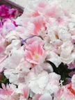 A cluster of delicate pink and white flowers blooming.