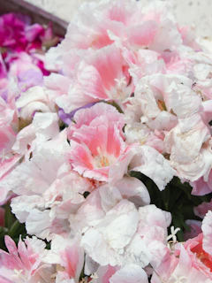 A cluster of delicate pink and white flowers blooming.