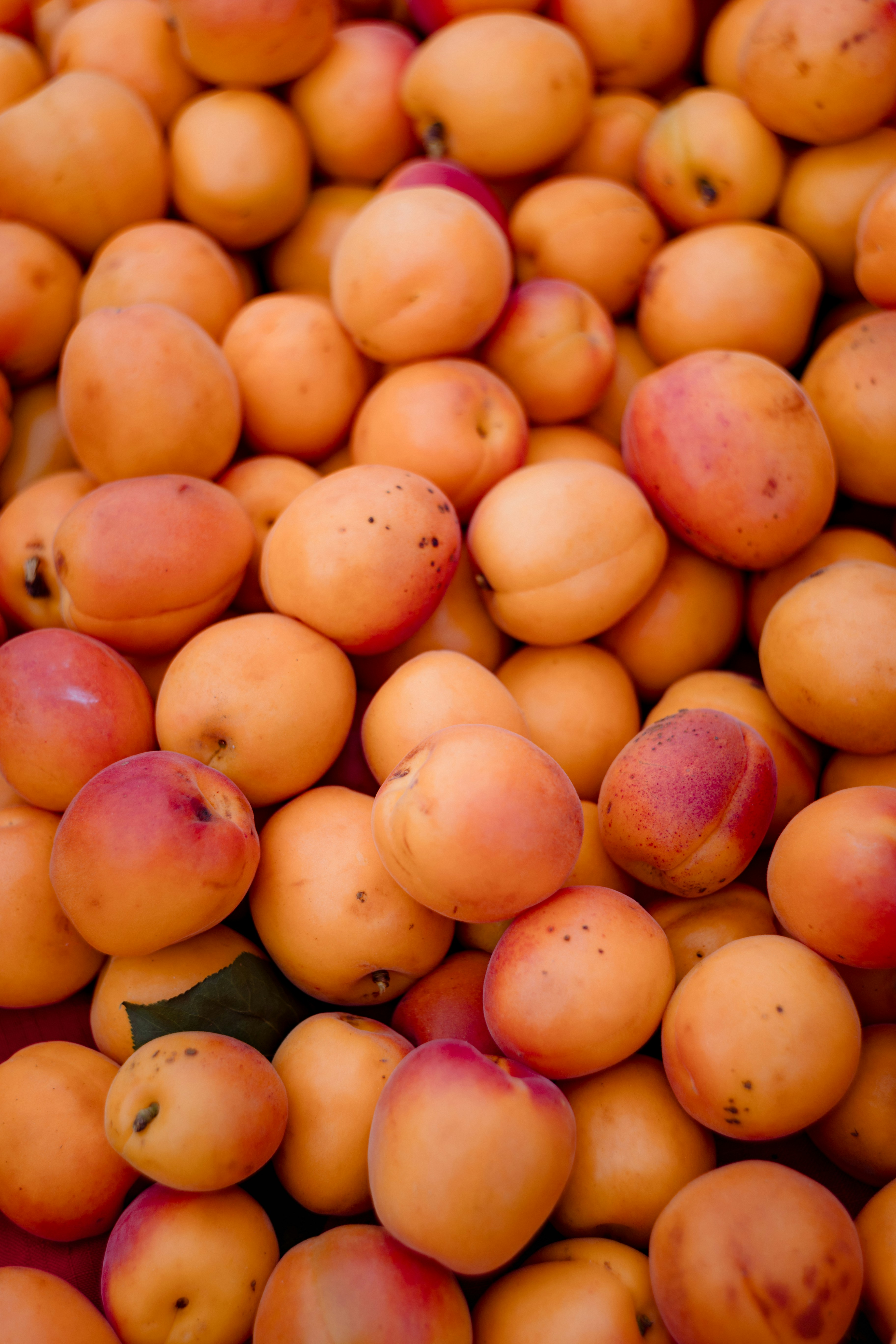 A large pile of fresh, ripe apricots