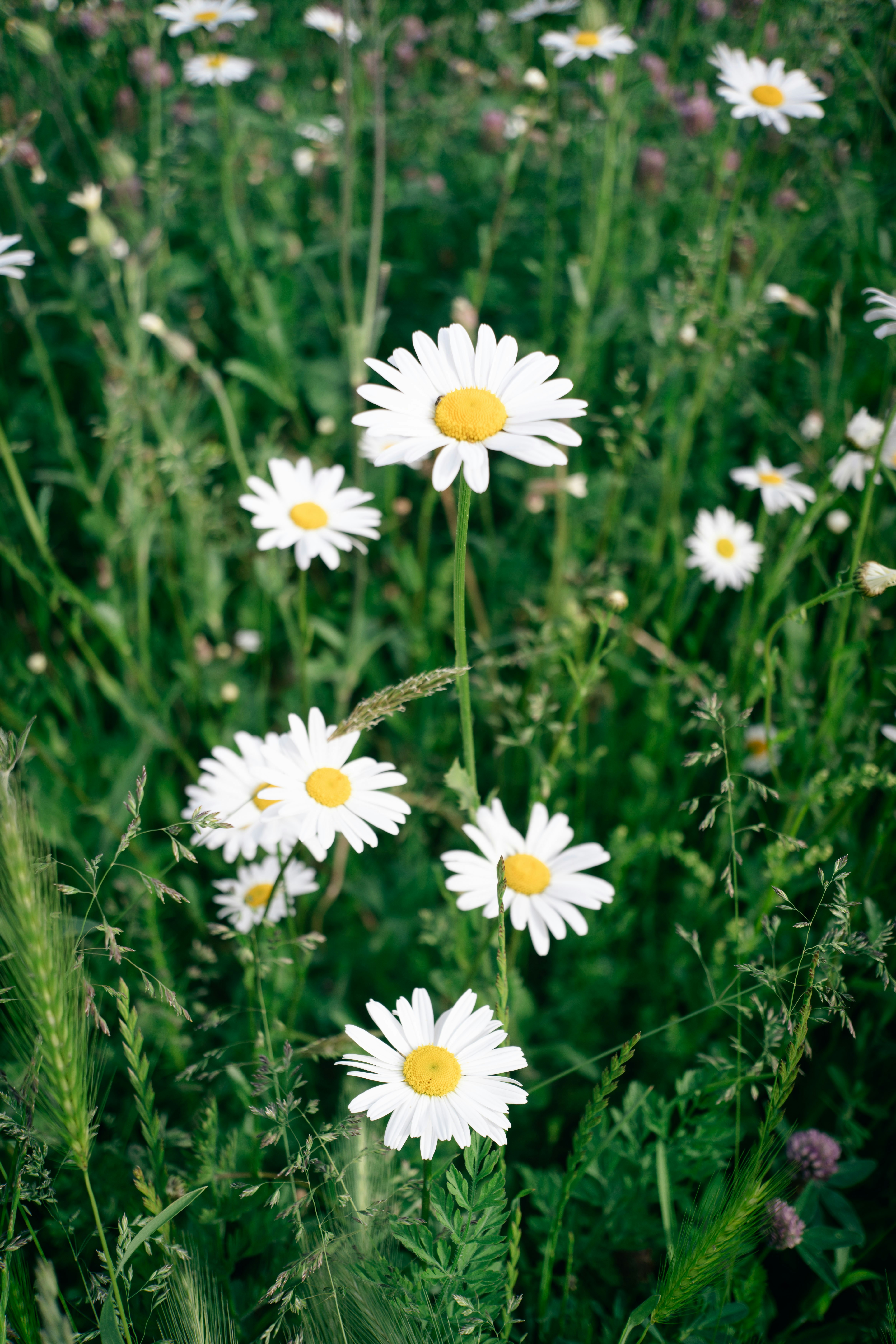 Photo by oliverguhr