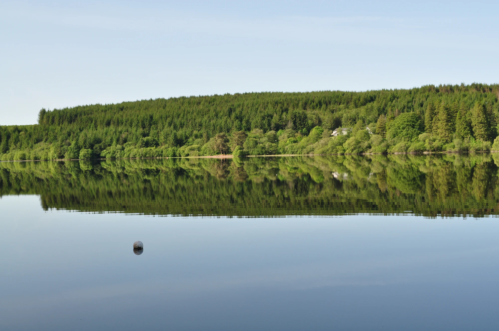 Calm trees reflected in still water at dawn