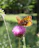A vibrant butterfly rests on a purple thistle flower.