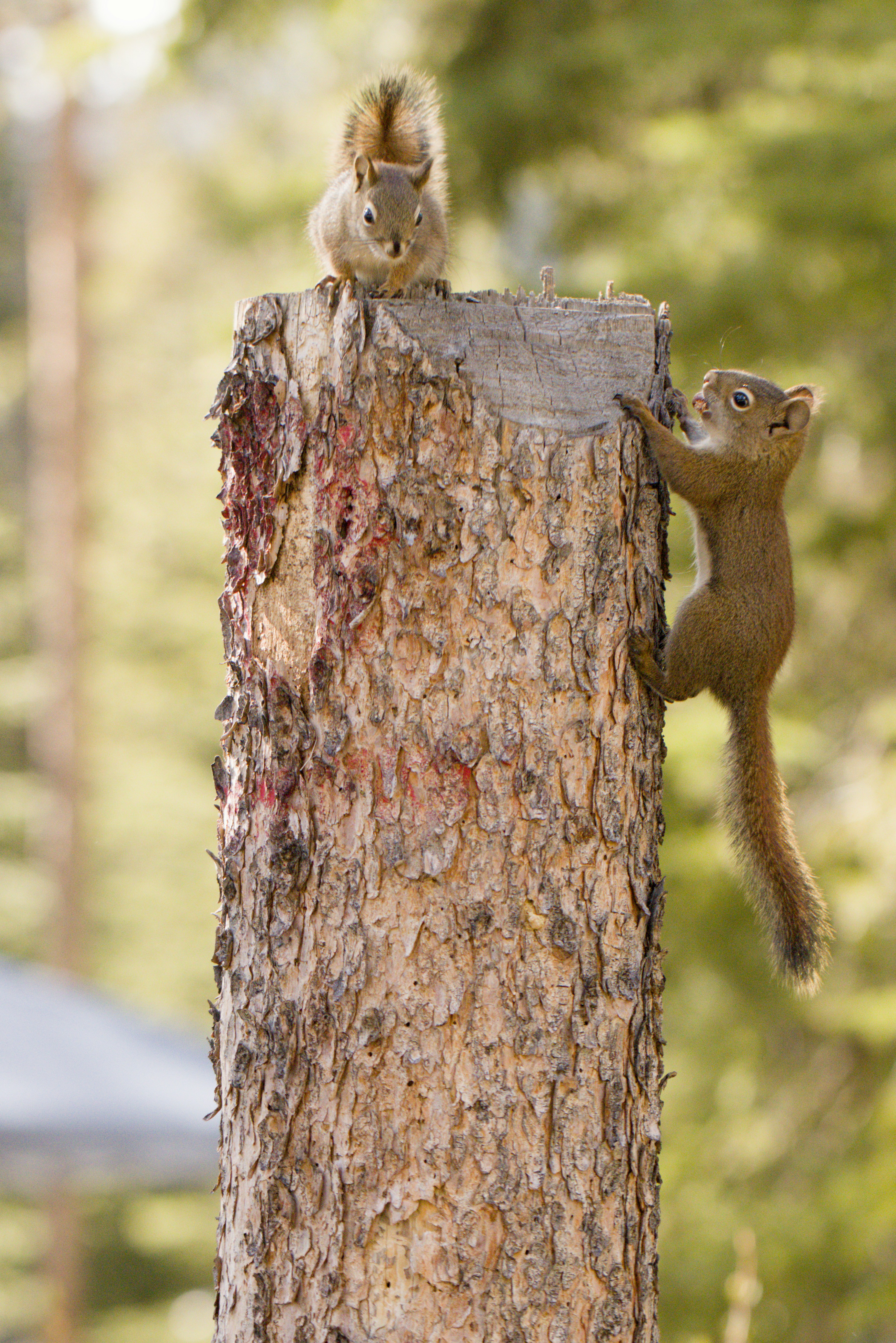 Two red squirrels on and climbing a tree stump.