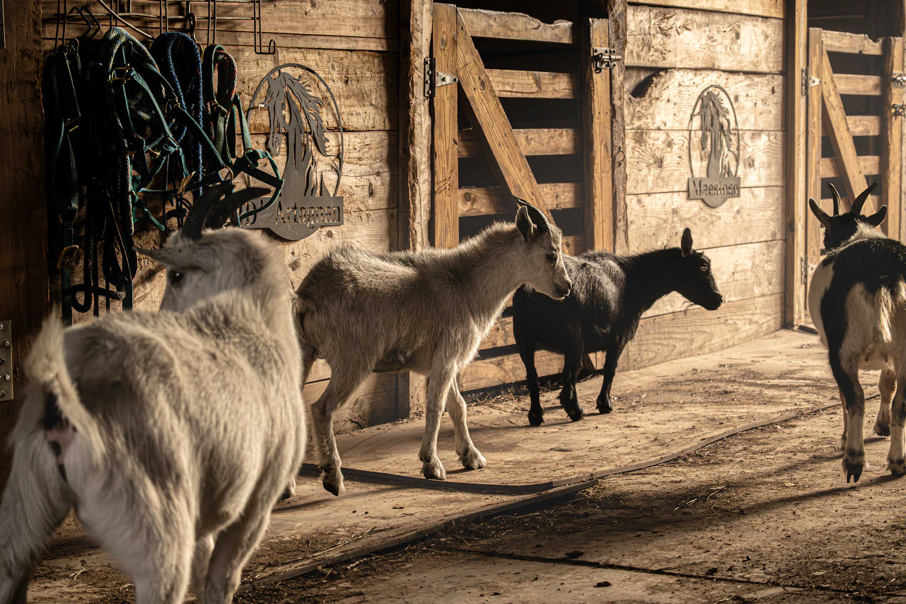 Goats walking through a sunlit wooden barn aisle, halters and leads hanging on the wall