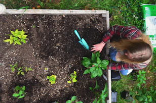 Gardener tending to plants in a raised garden bed.
