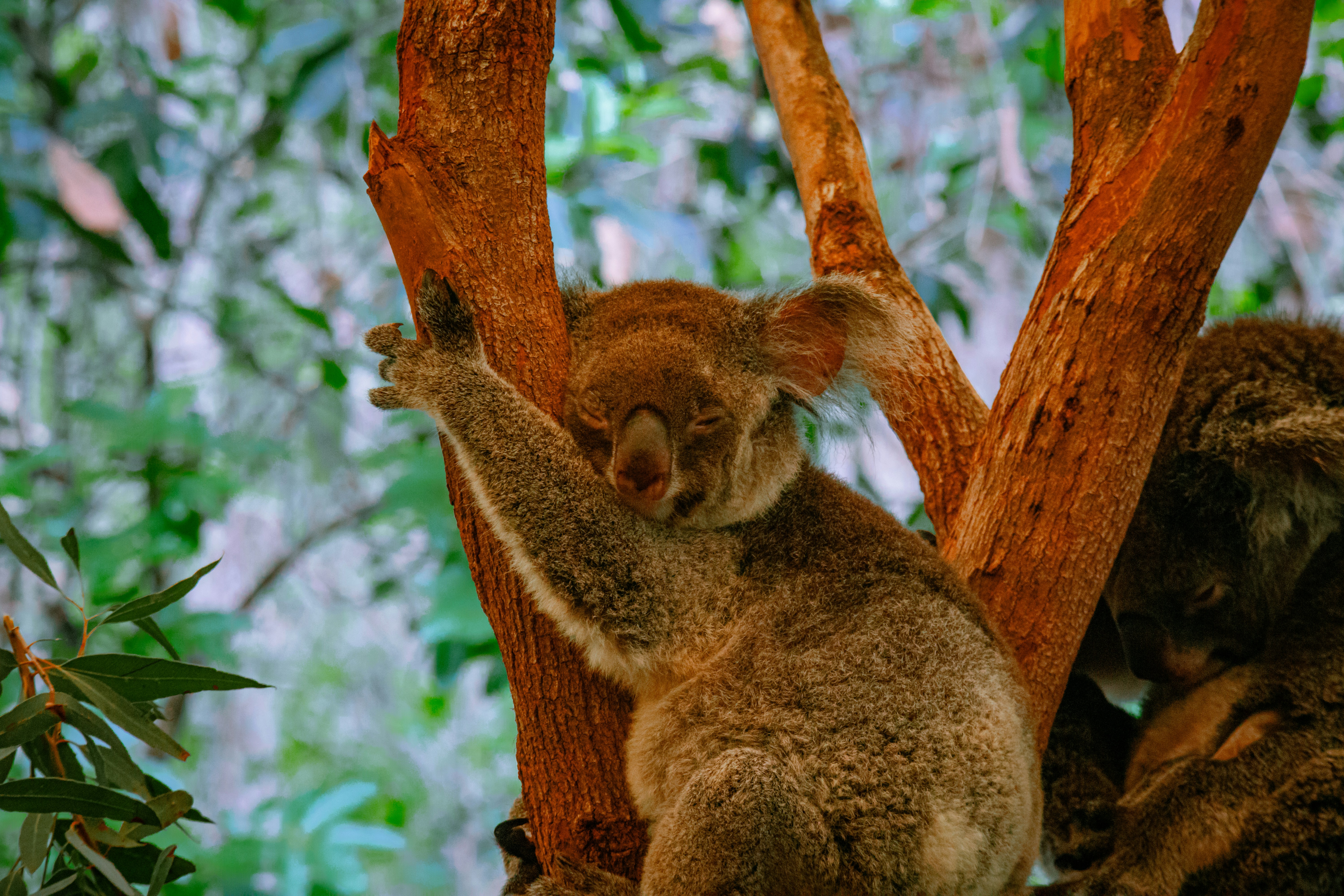 Koala addormentato aggrappato a un albero in una foresta rigogliosa.