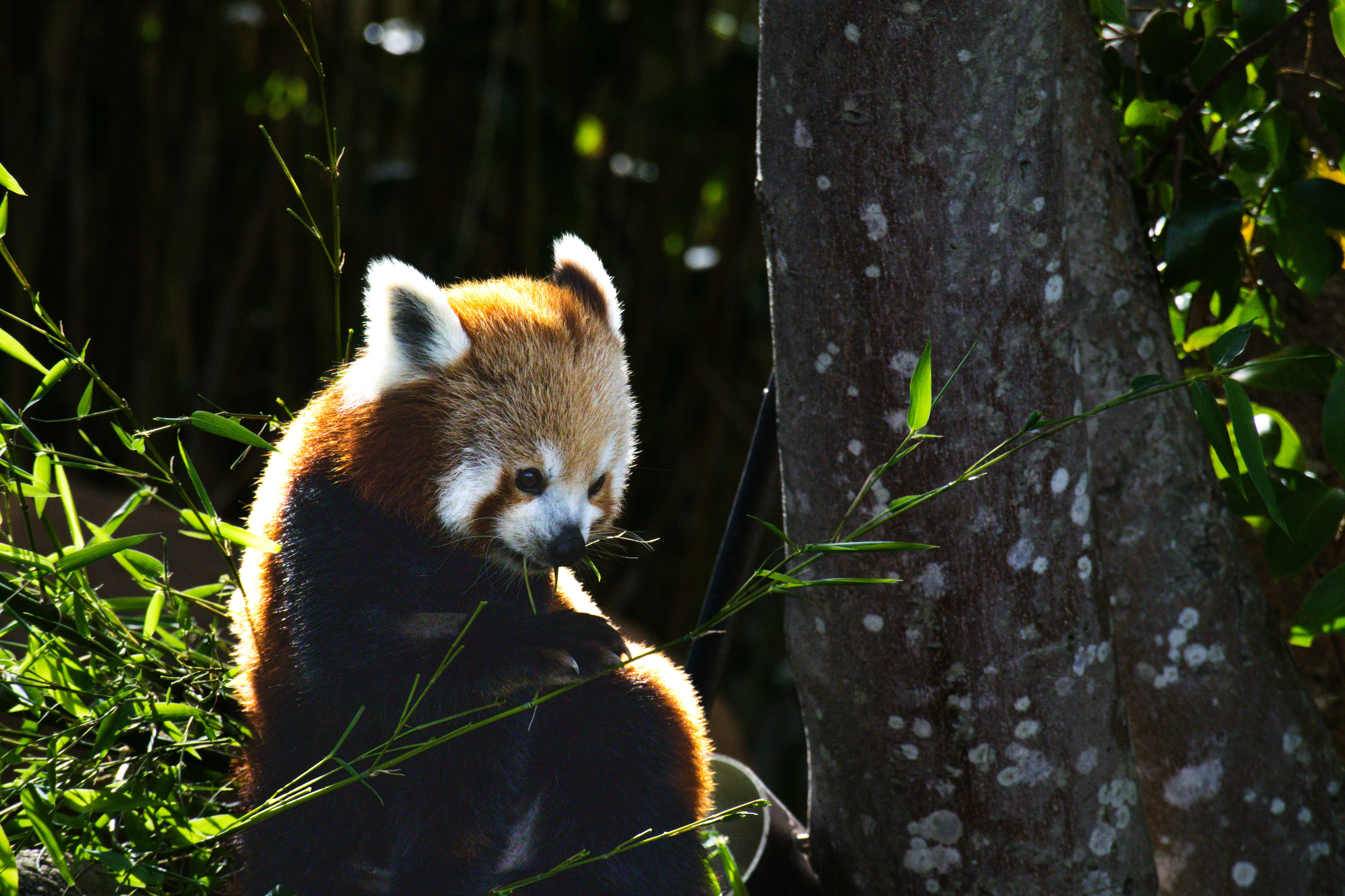 Un panda rosso che mangia bambù in un ambiente rigoglioso e verde.