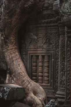 Large tree roots embrace an ancient stone temple wall.