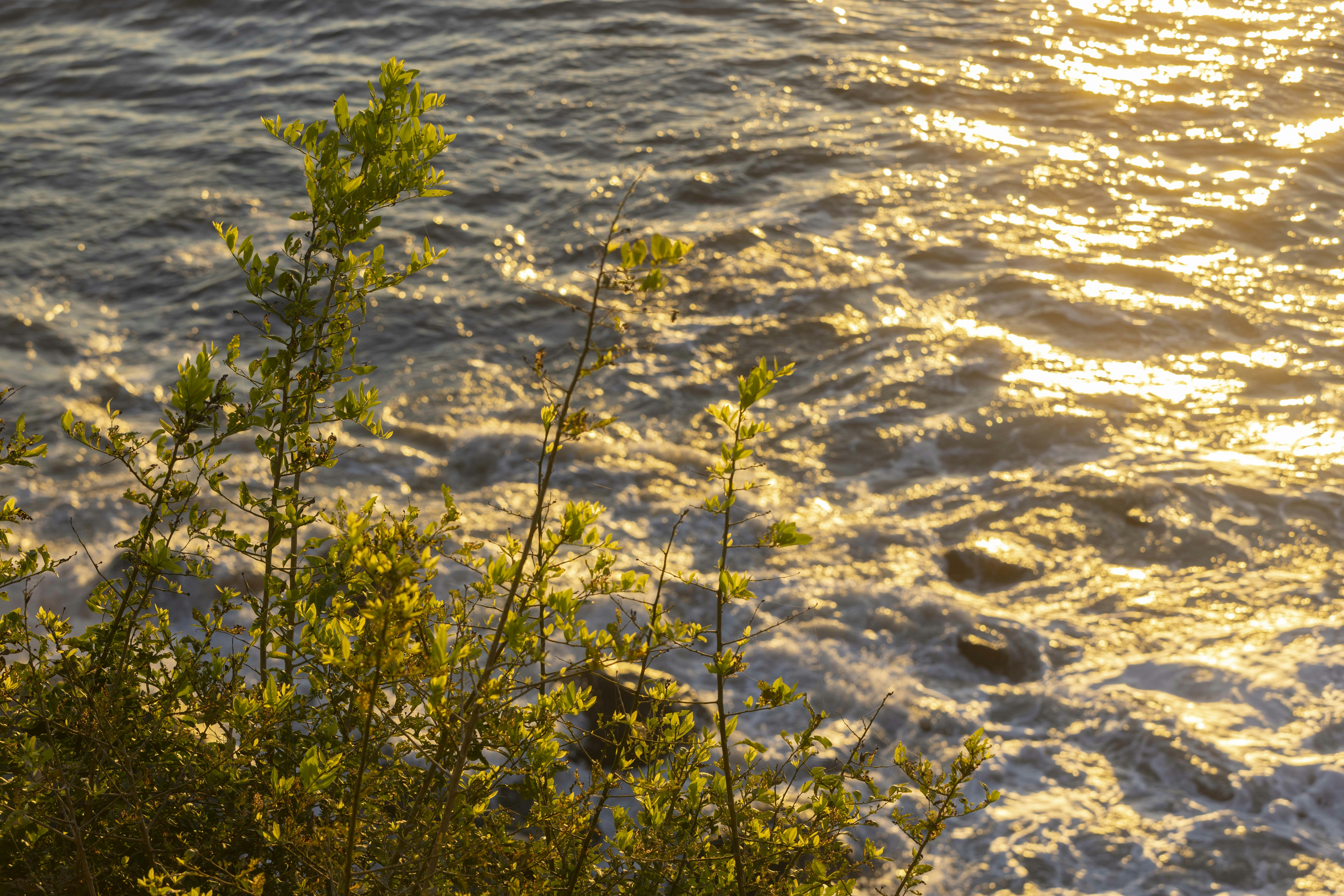A luz dourada do sol brilha na água ondulante com plantas verdes