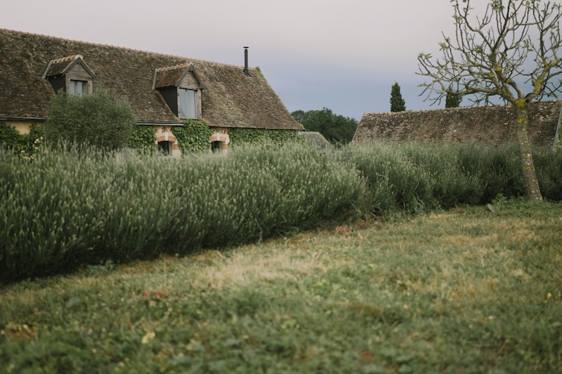 Banks of lavender in front of an old stone wall.