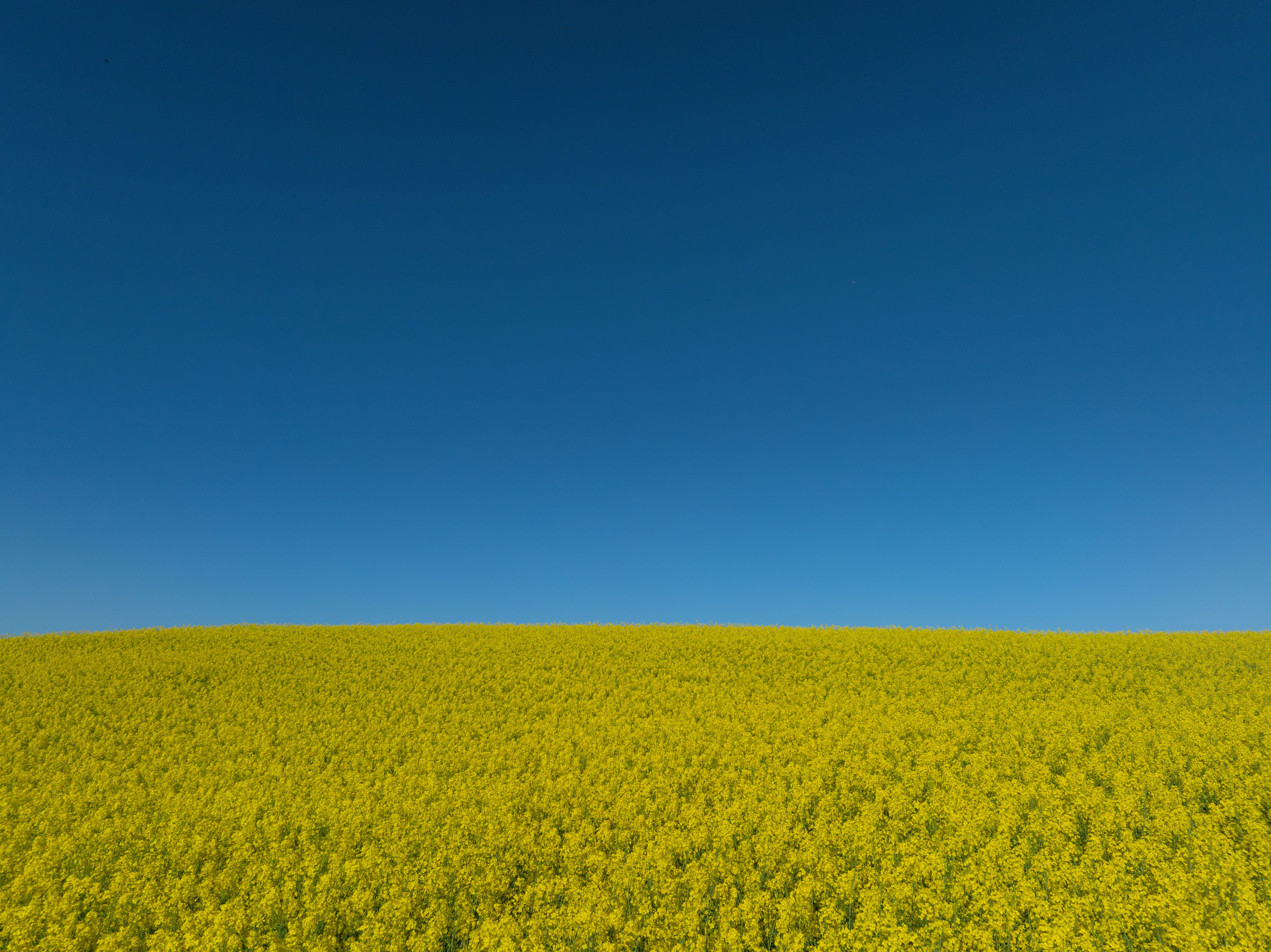 Ein leuchtend gelbes Rapsfeld trifft auf einen tiefblauen Himmel.