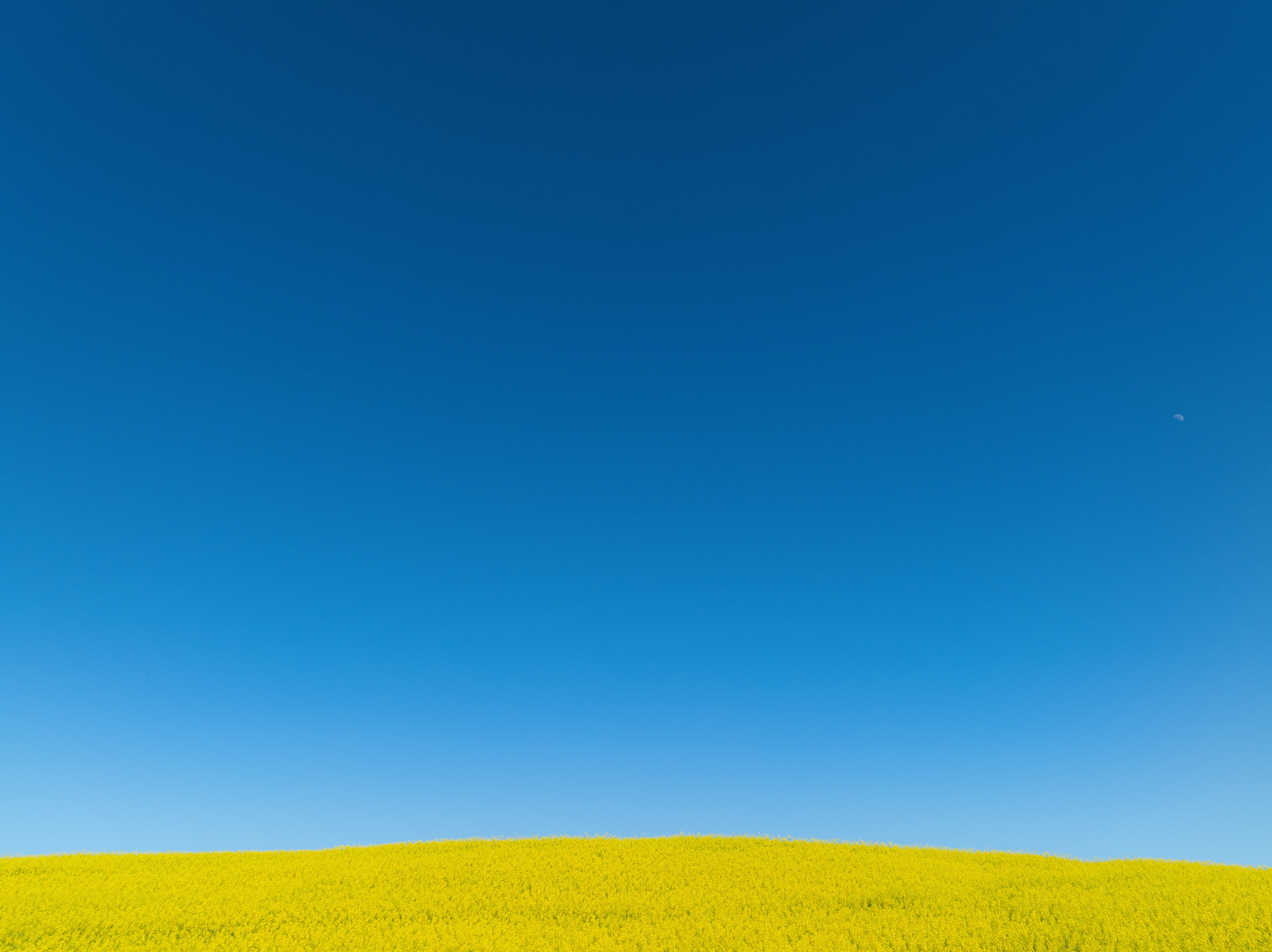 A vibrant blue sky over a field of yellow flowers