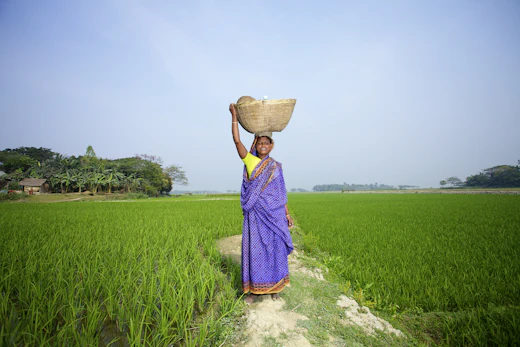 A Bangladeshi woman carrying a basket through a green paddy field