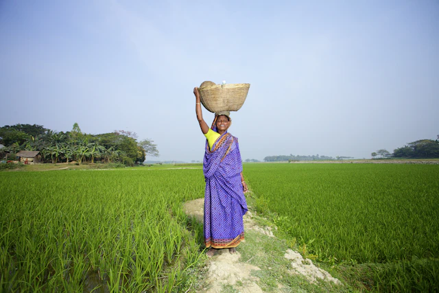 A Bangladeshi woman carrying a basket through a green paddy field