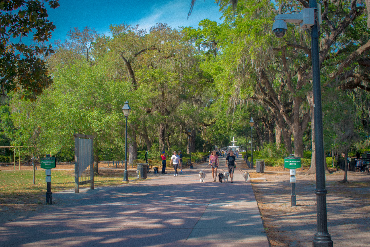 People enjoying a walk with their dogs