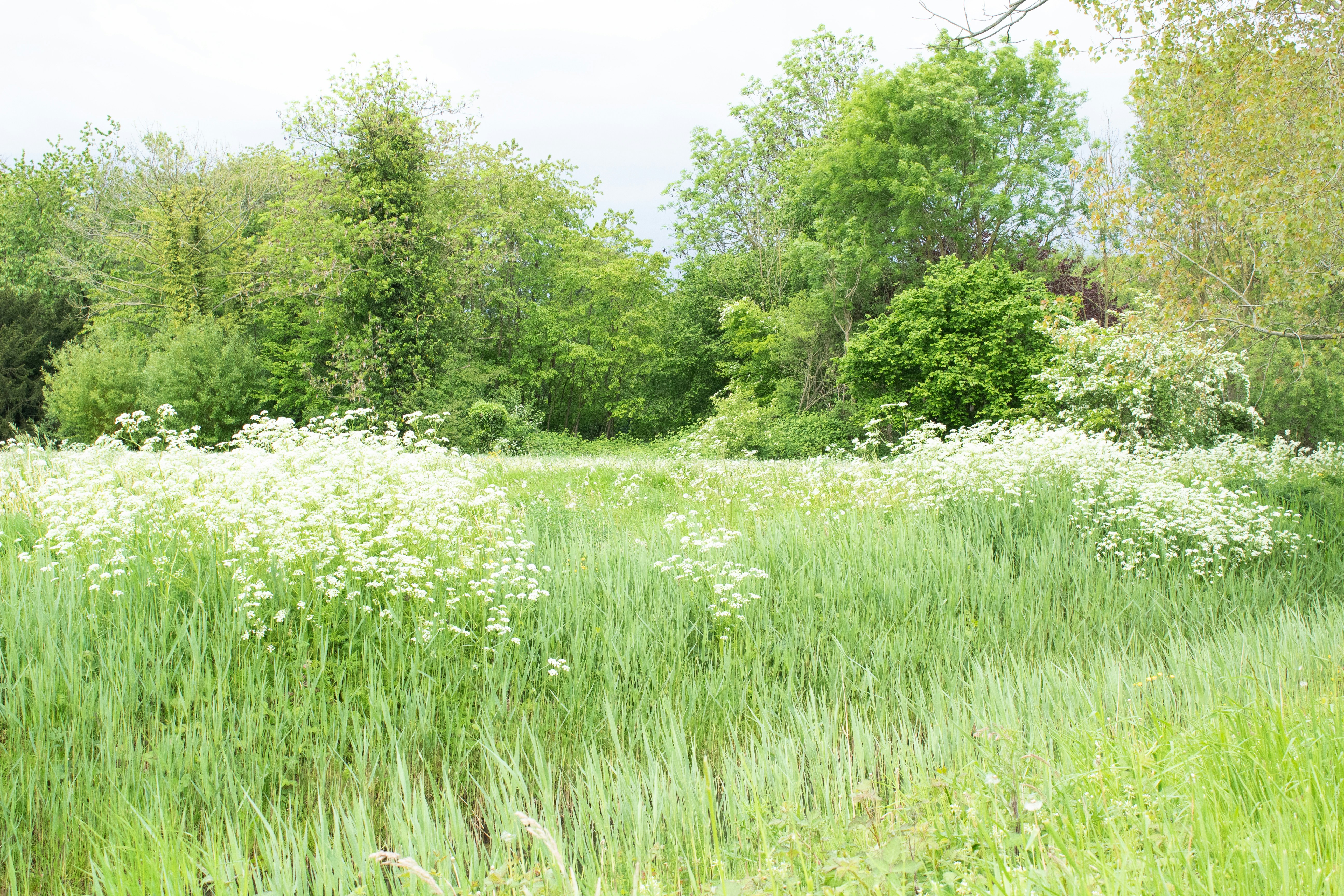 Stone farmhouse surrounded by wildflower meadows at golden hour
