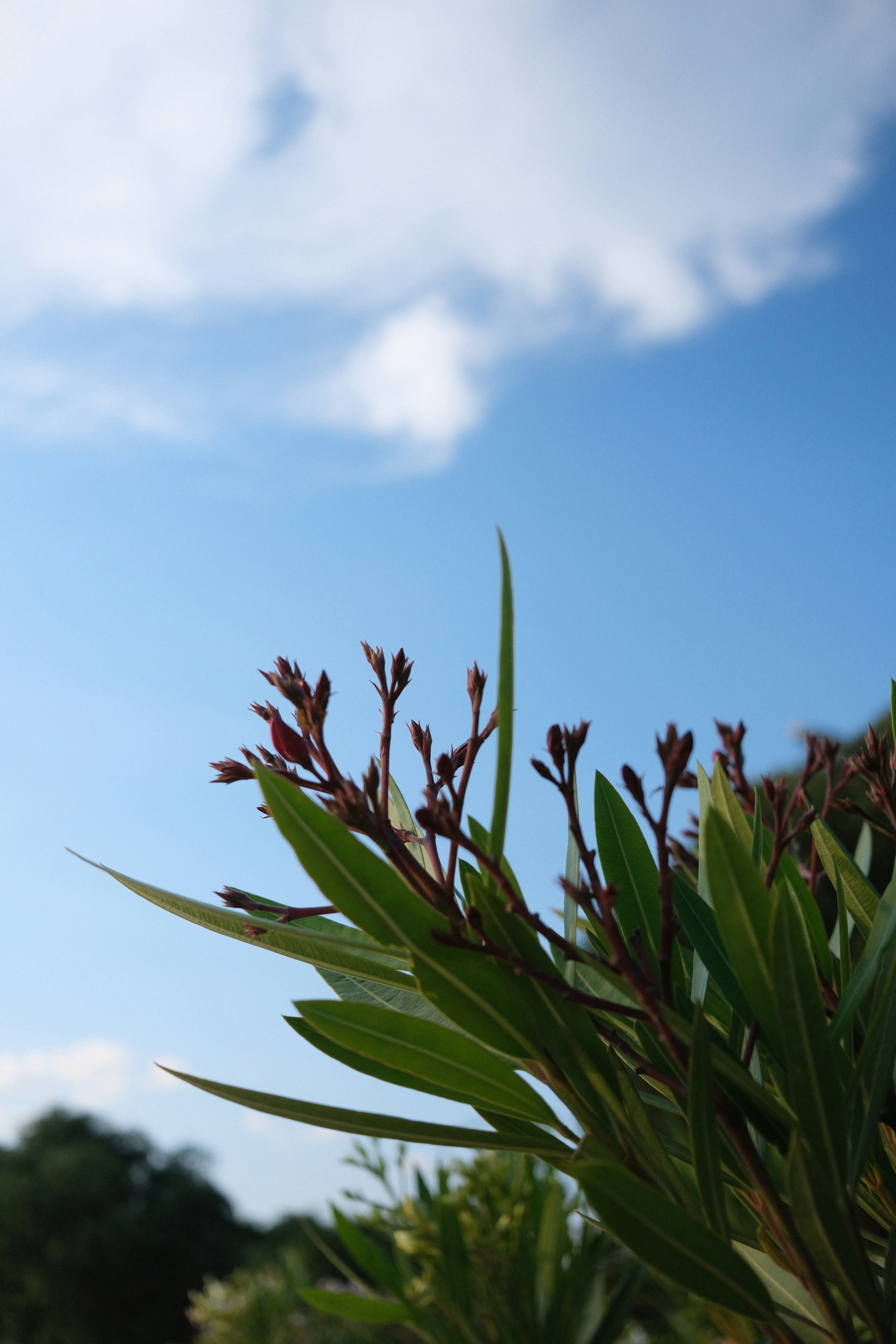 青空を背景に花蕾が咲く緑の植物。