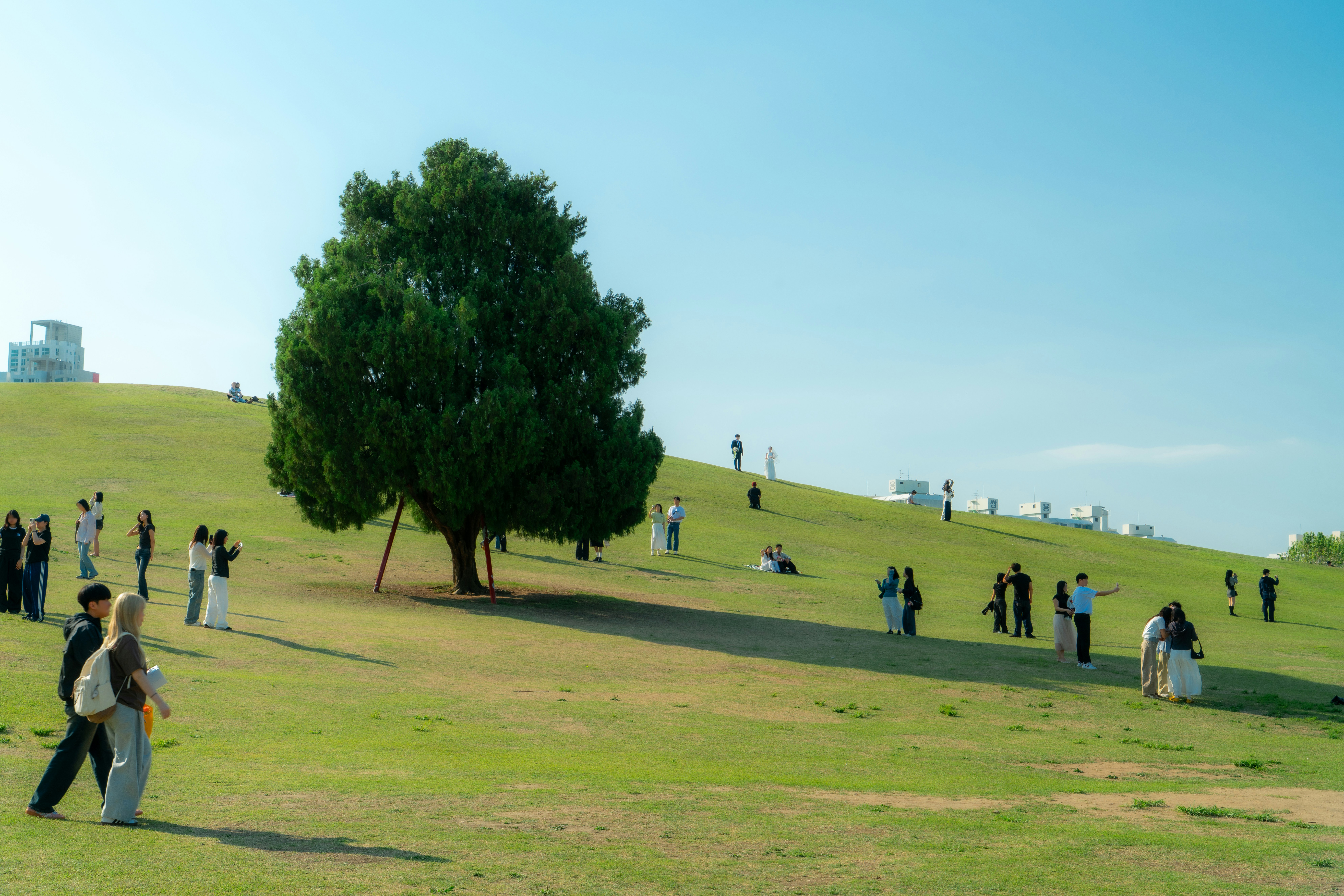 A large tree on a green hill with many people.