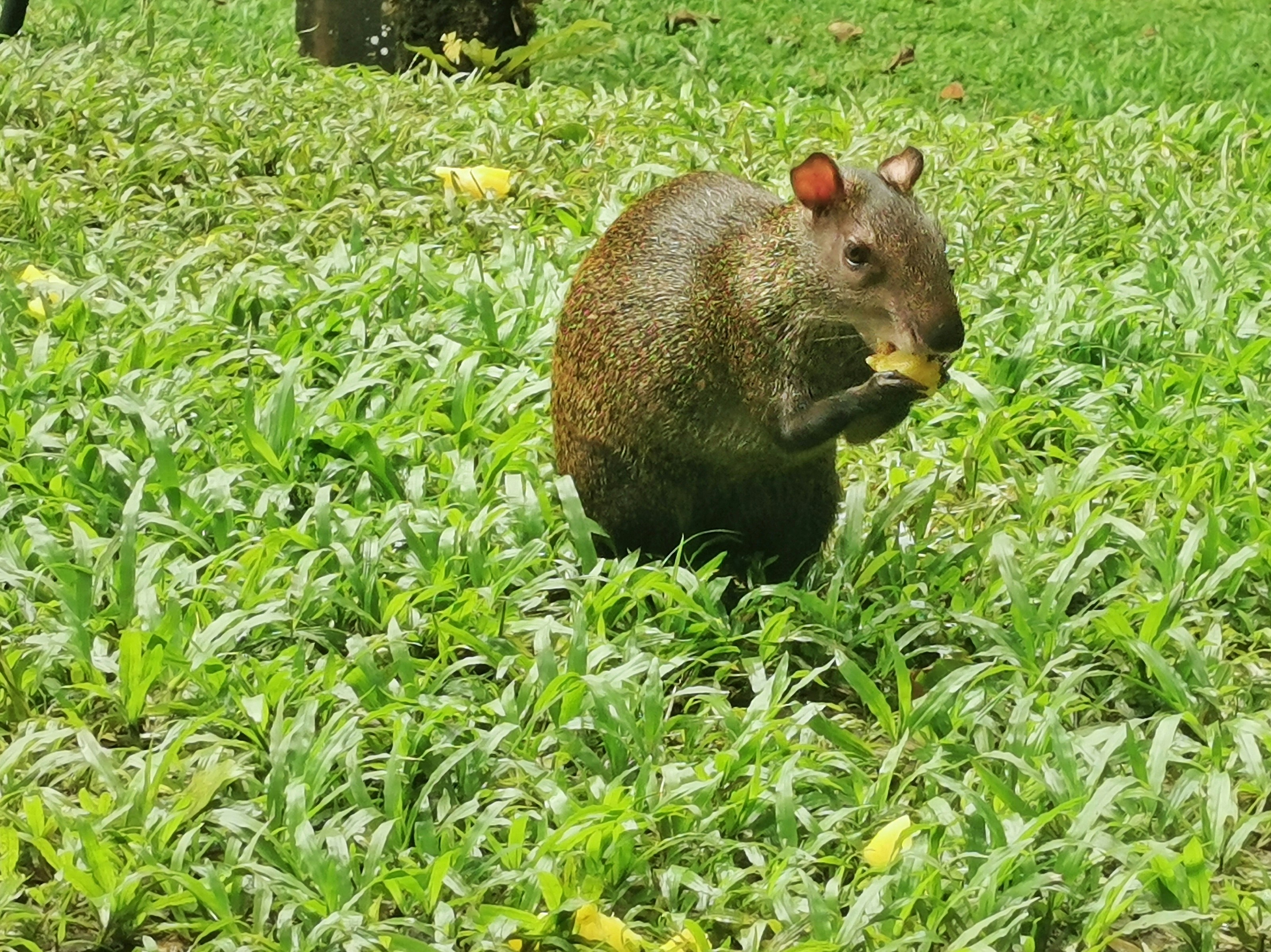 A brown agouti eating yellow fruit in green grass.