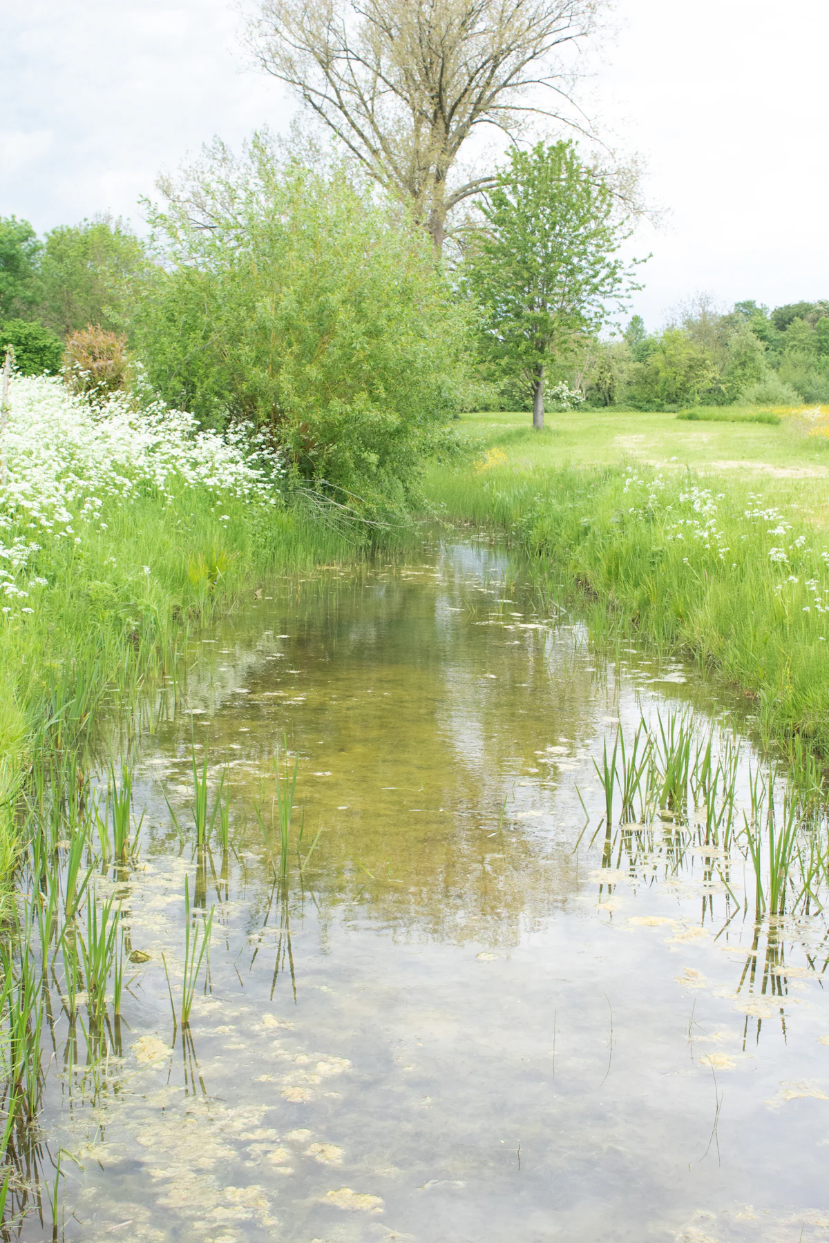 Panchalingeswar