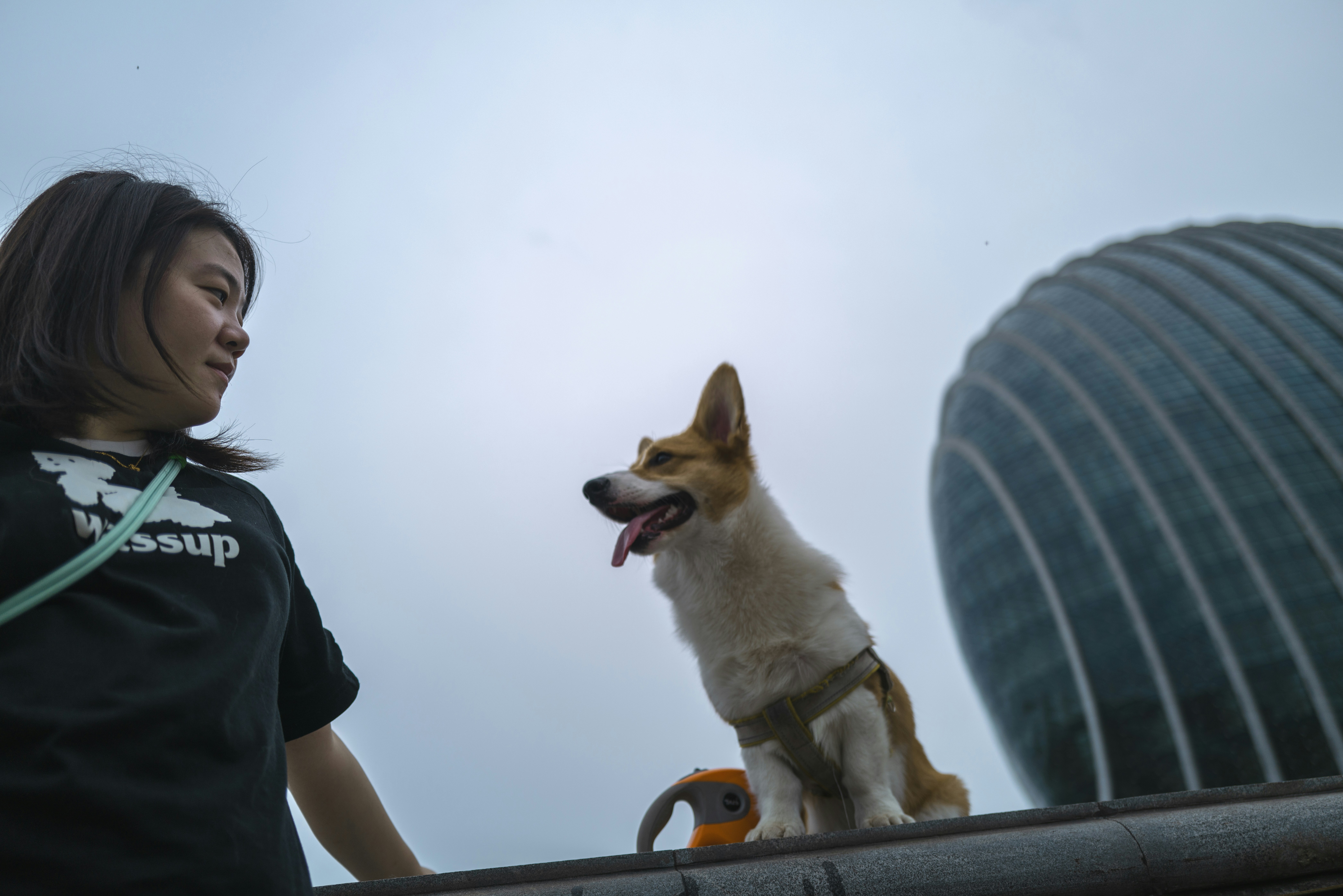 Donna e cane corgi all'aperto con un edificio moderno.