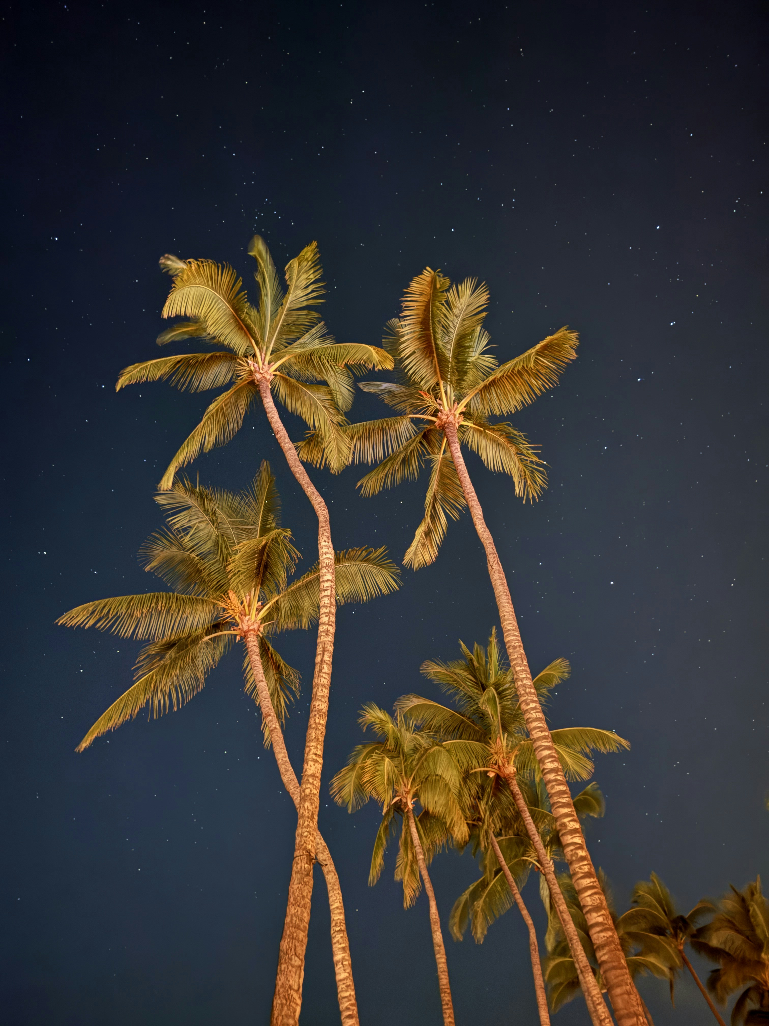 Palm trees silhouetted against a dark, starry night sky.
