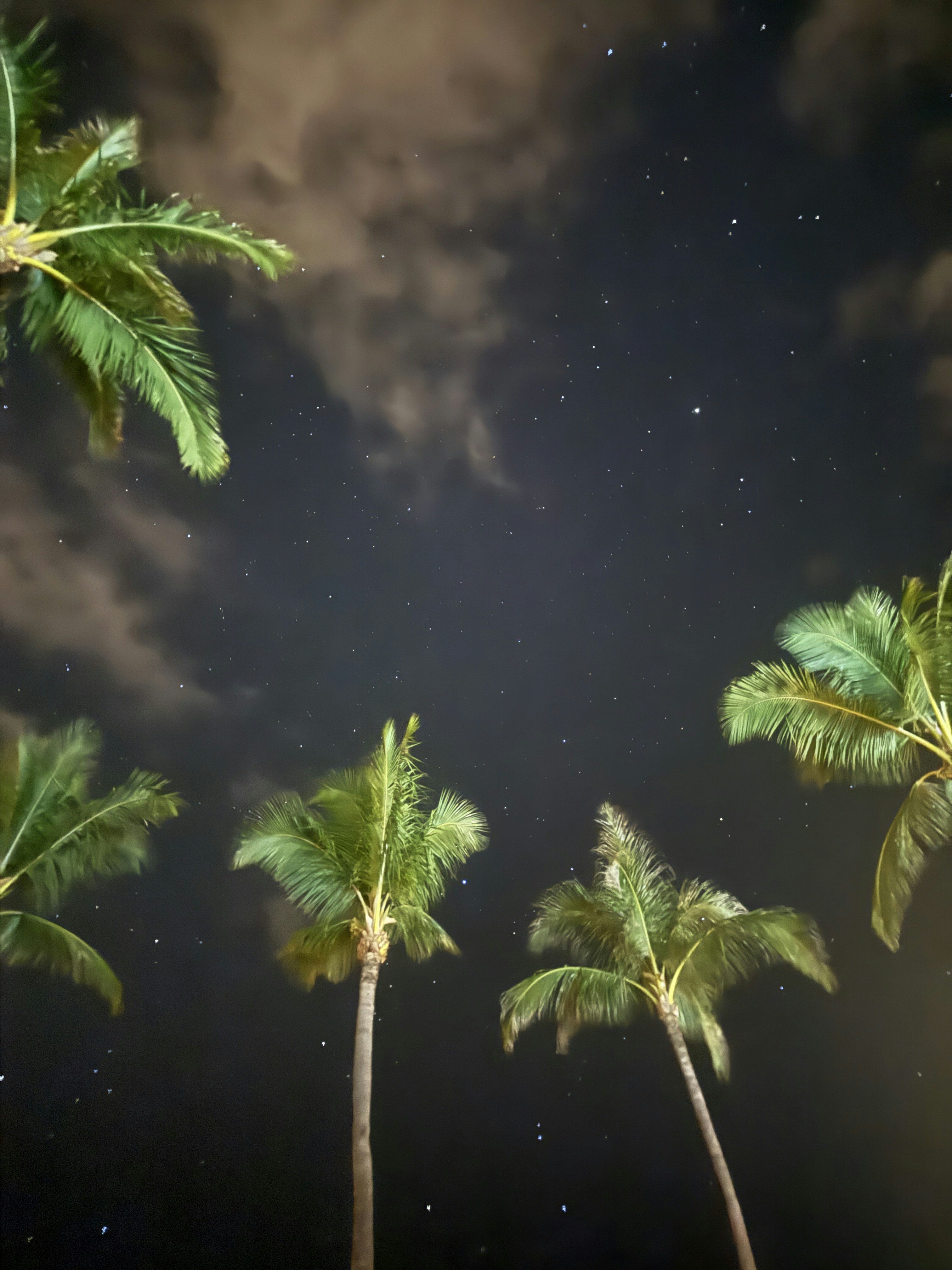 Palm trees silhouetted against a starry night sky with clouds.