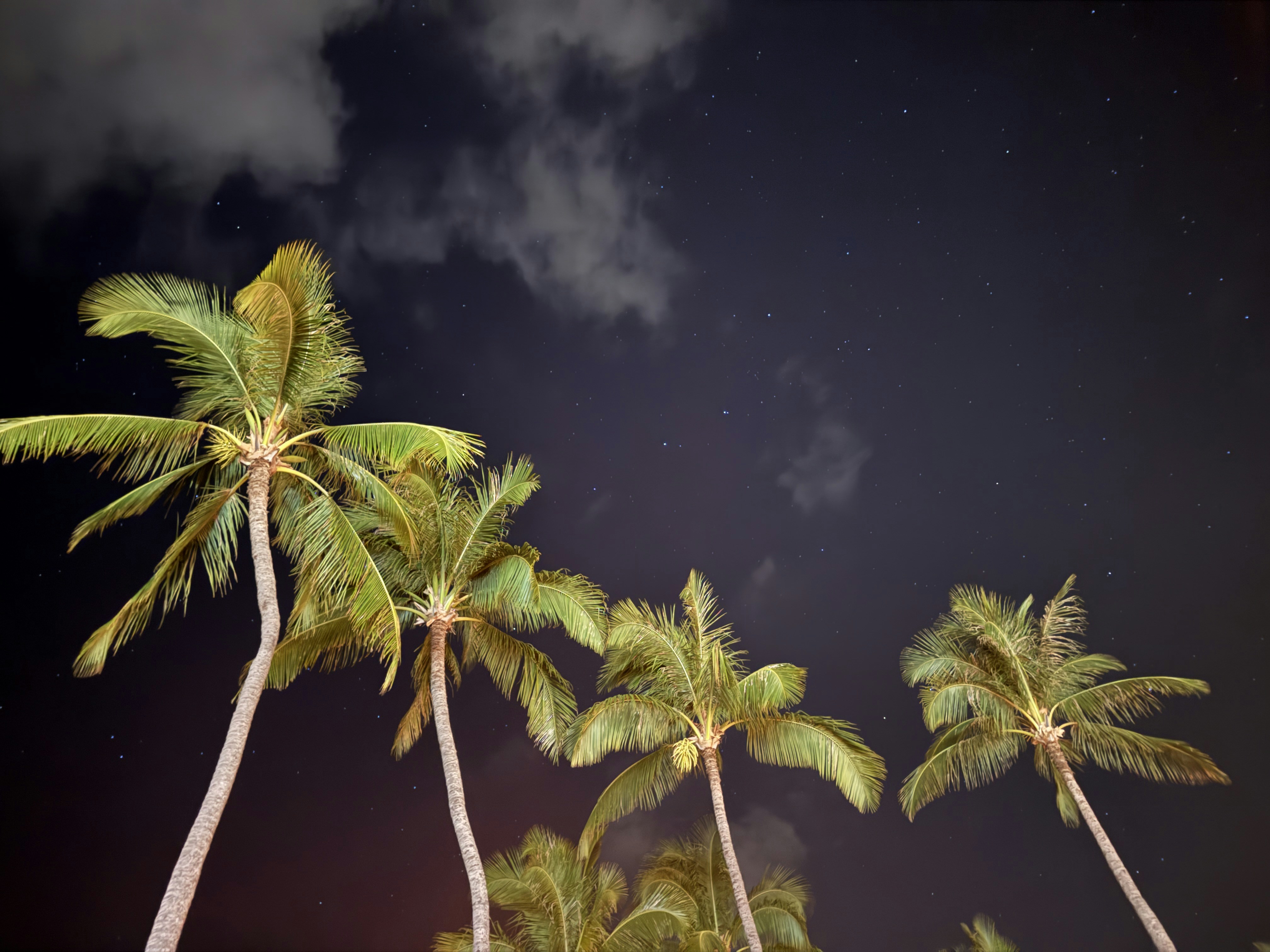 Palm trees silhouetted against a starry night sky with clouds.