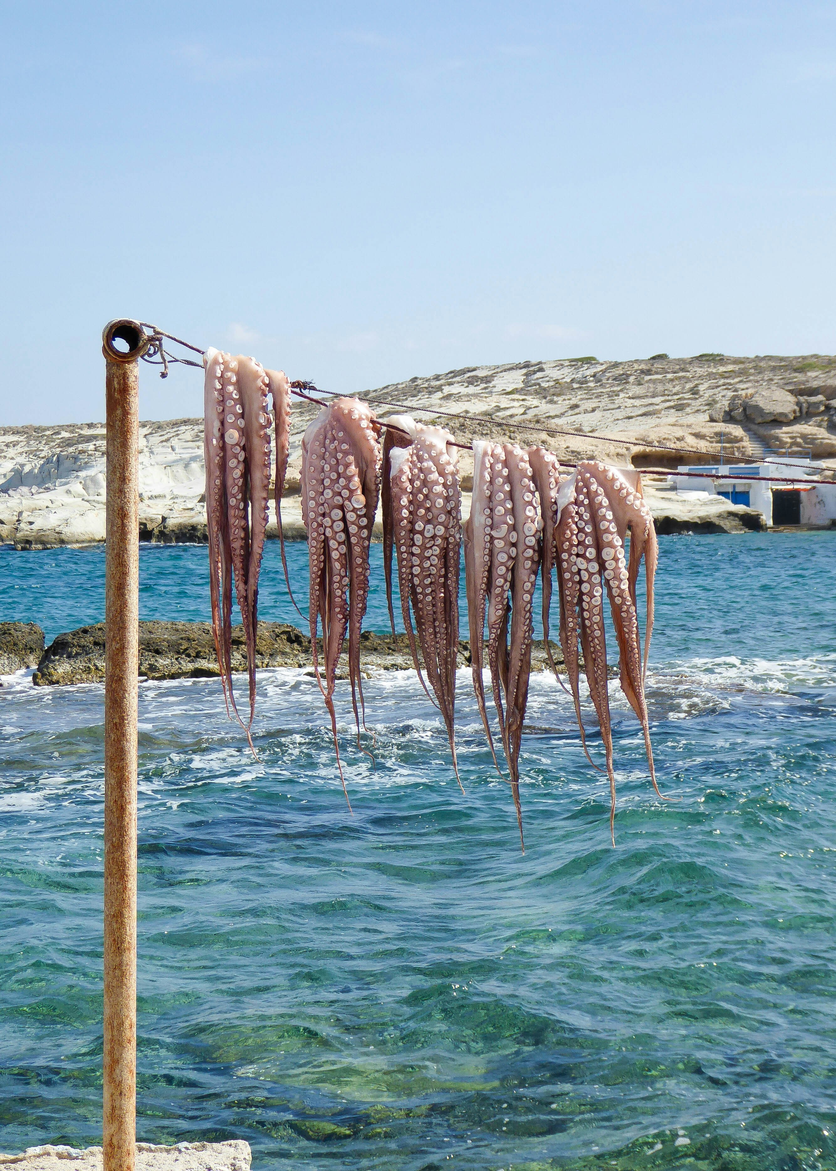 Des pieuvres séchant au soleil près de l’océan bleu clair.
