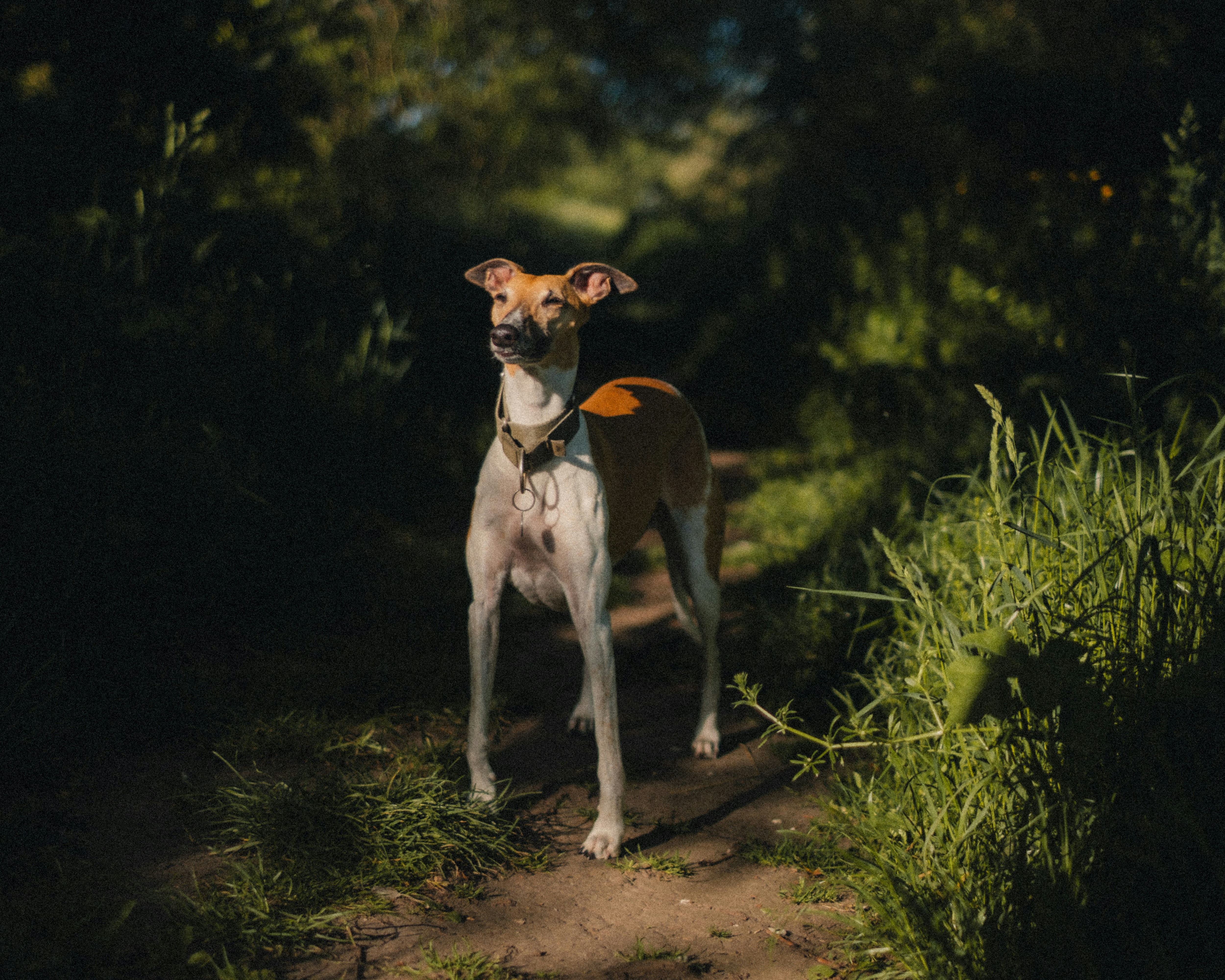 Un perro está de pie en un sendero iluminado por el sol en un bosque.