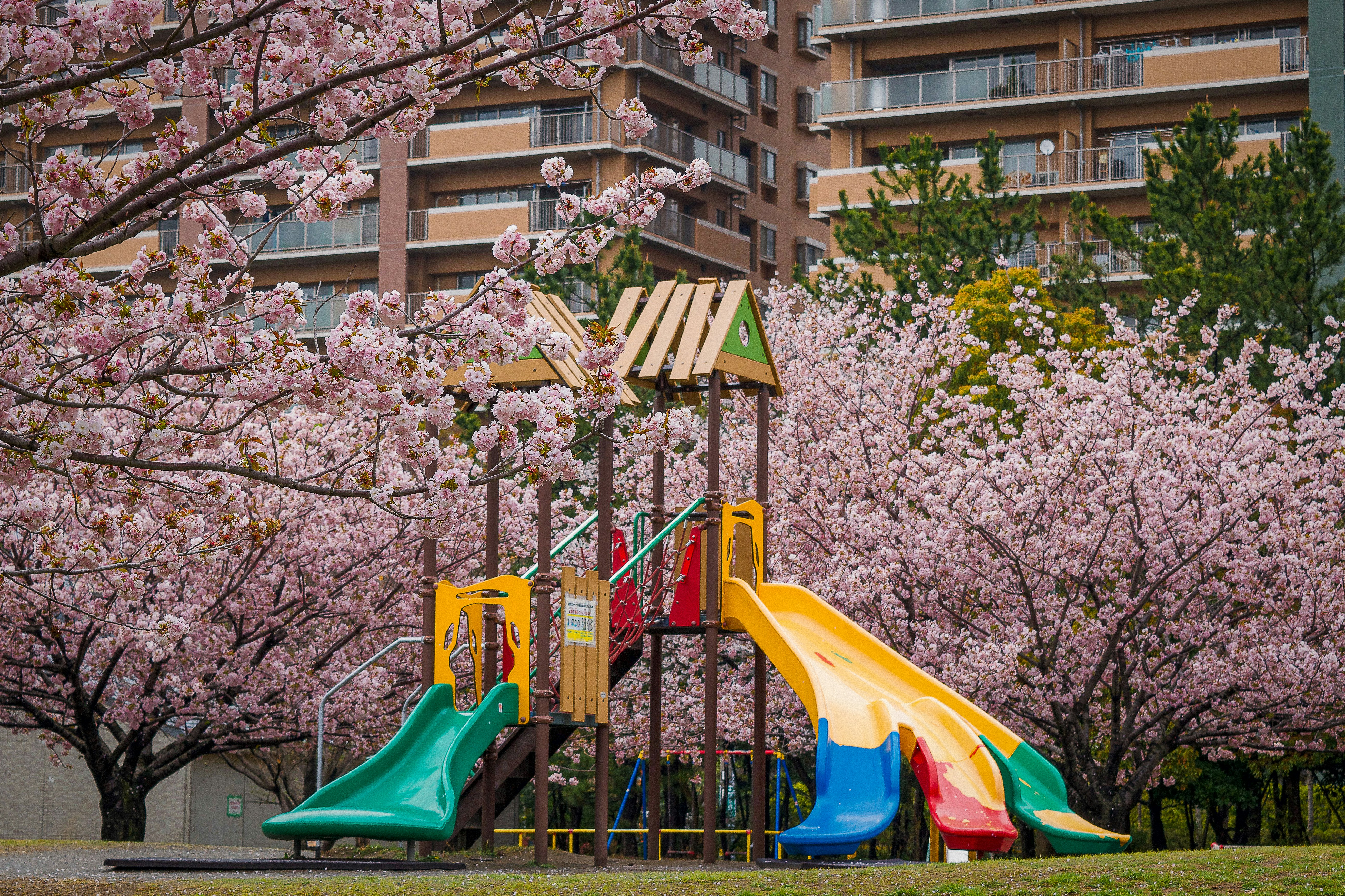 桜に囲まれたカラフルな公園の遊具のイメージ画像