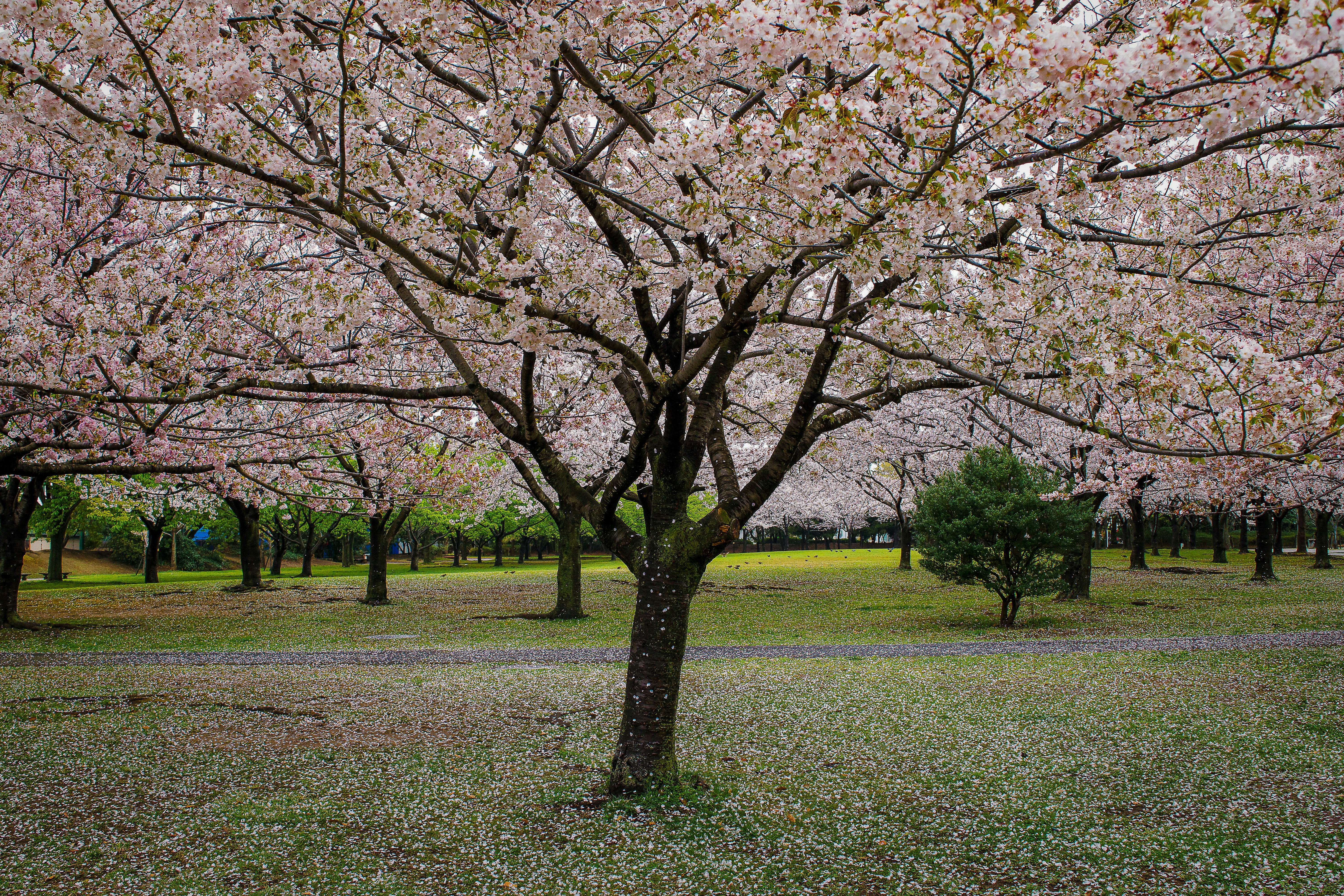 Photo by noah_negishi