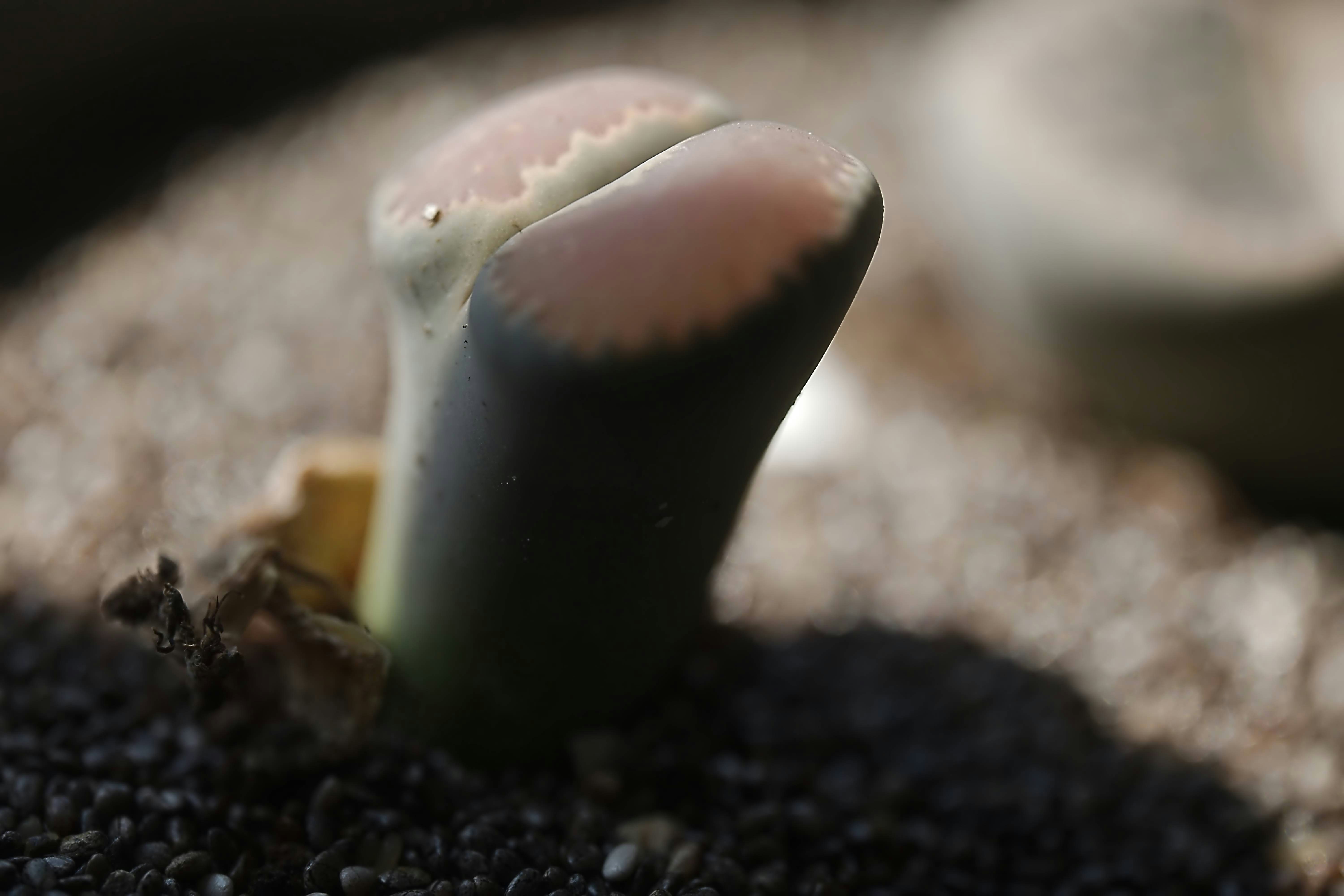 Літопси — Lithops lesliei