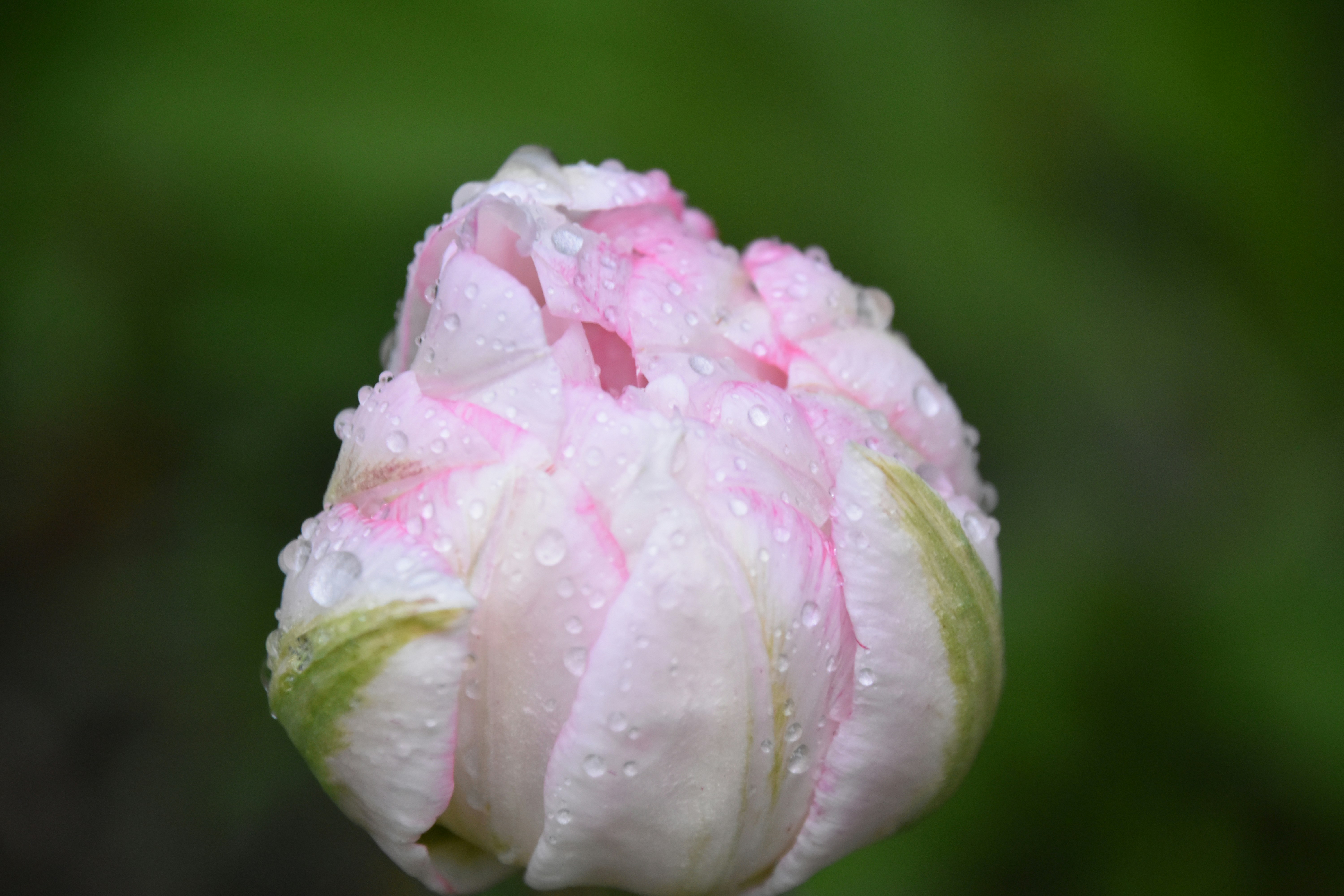 A pink and white tulip bud covered in water droplets