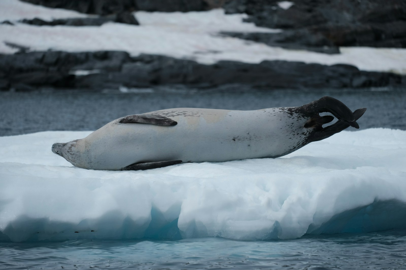 A seal stretched out on a floating slab of ice in dark water, with a snow-covered rocky shore behind