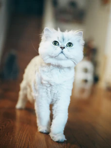 Fluffy white cat with green eyes walks on wooden floor.