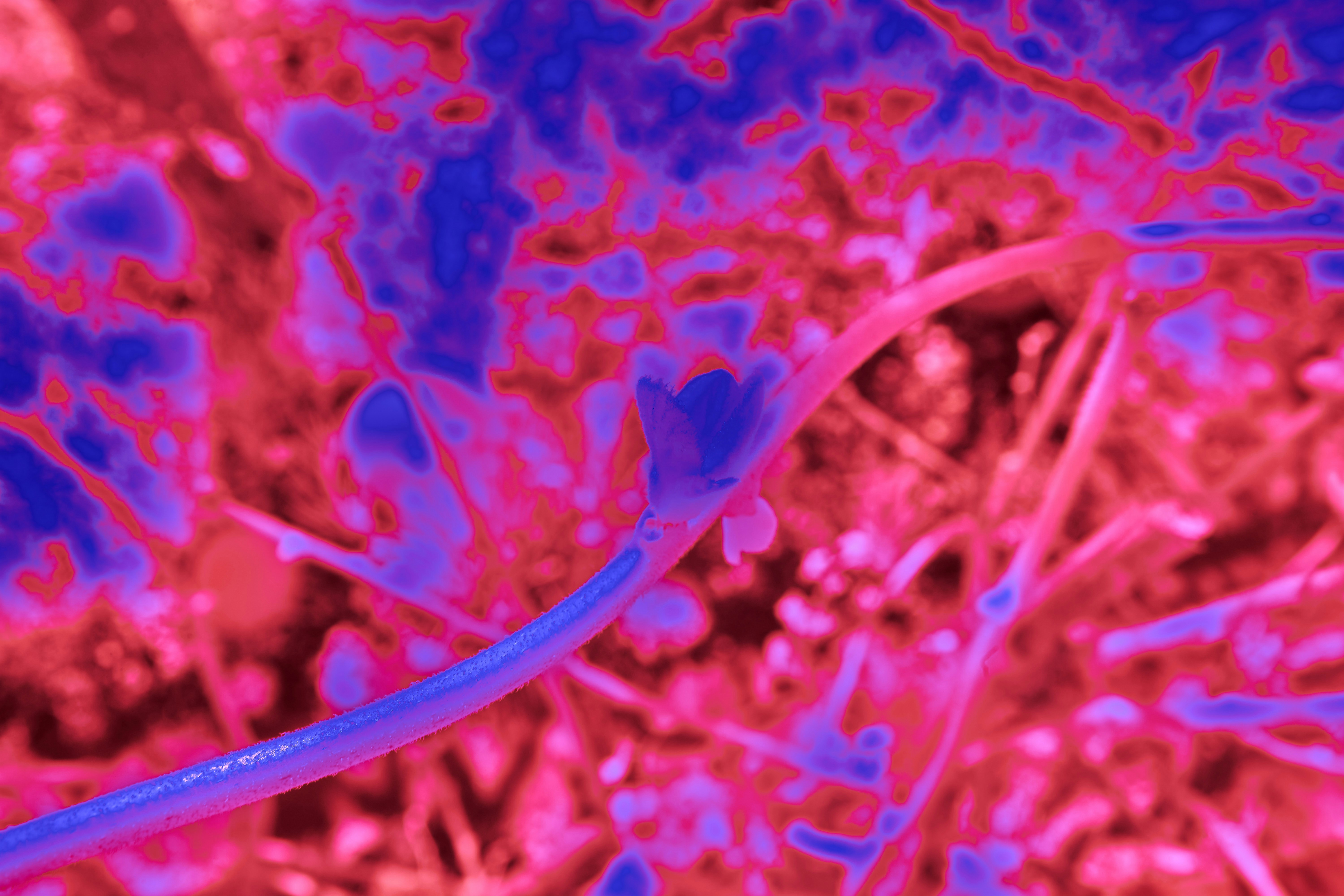 microscopic sperm cells wallpaper, wallpaper, Berapa Lama Sperma Bertahan di Rahim? Simak Fakta Medisnya 3