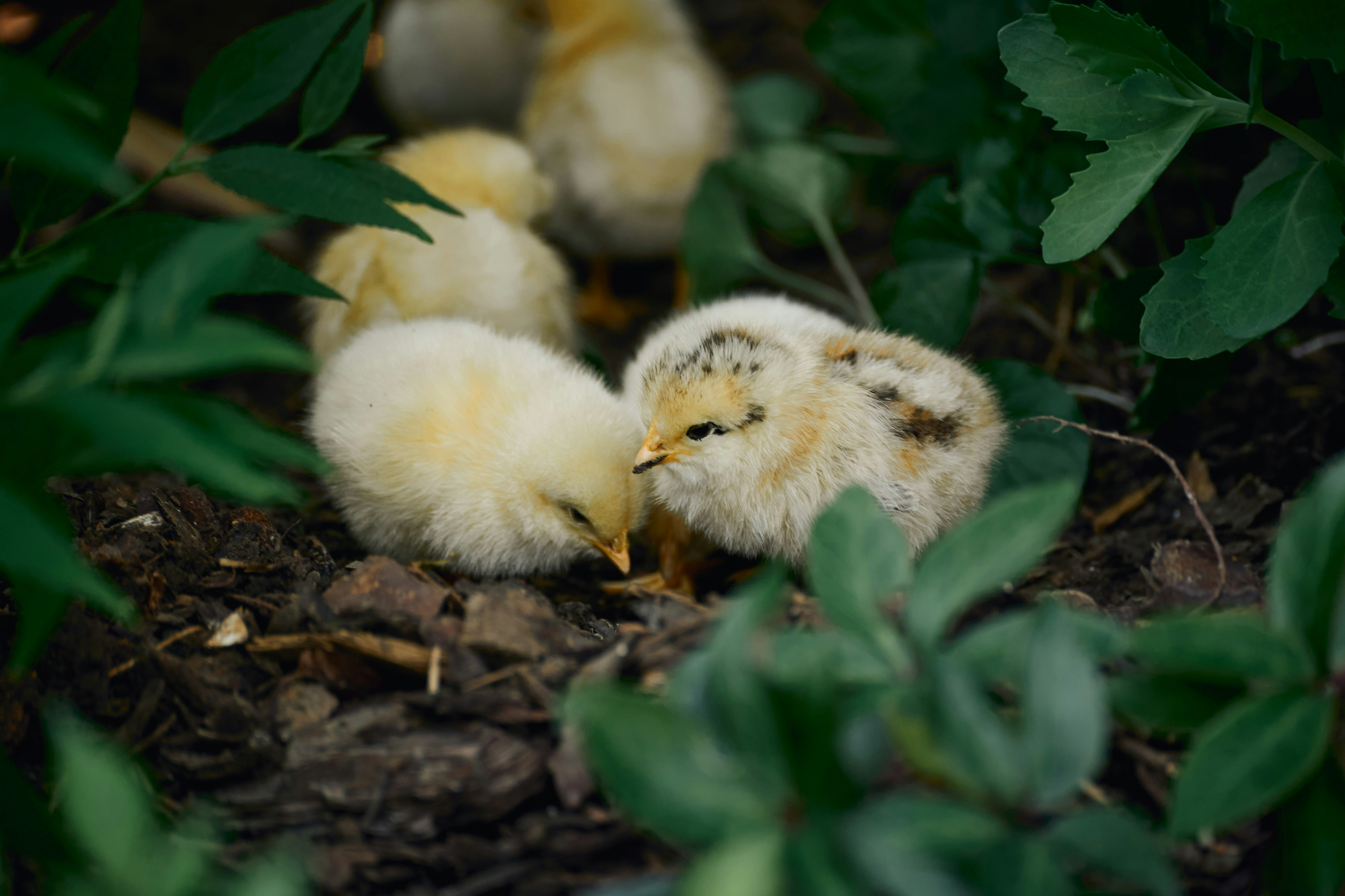 Small yellow chicks explore green foliage on the ground.