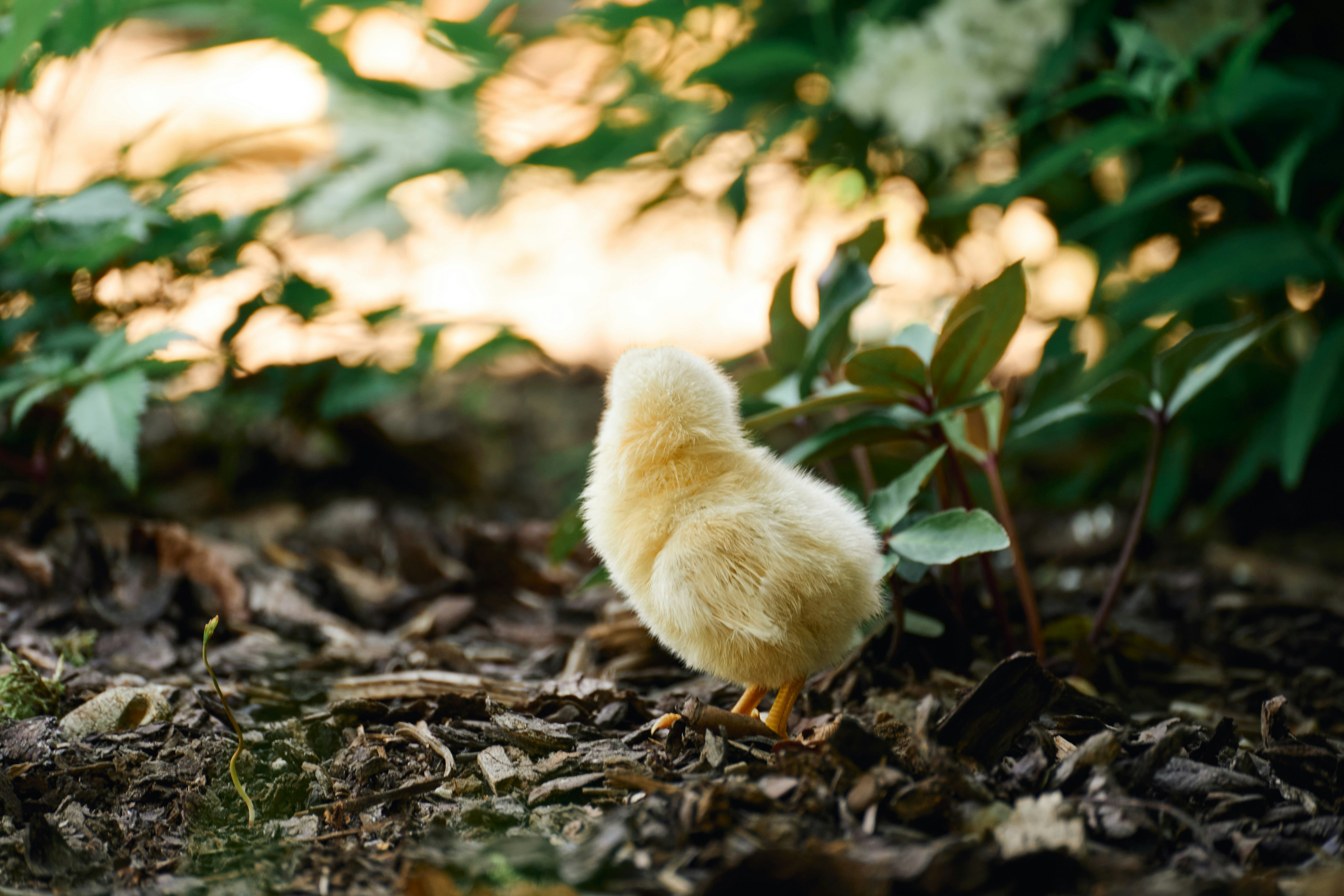A fluffy yellow chick exploring a garden at sunset.