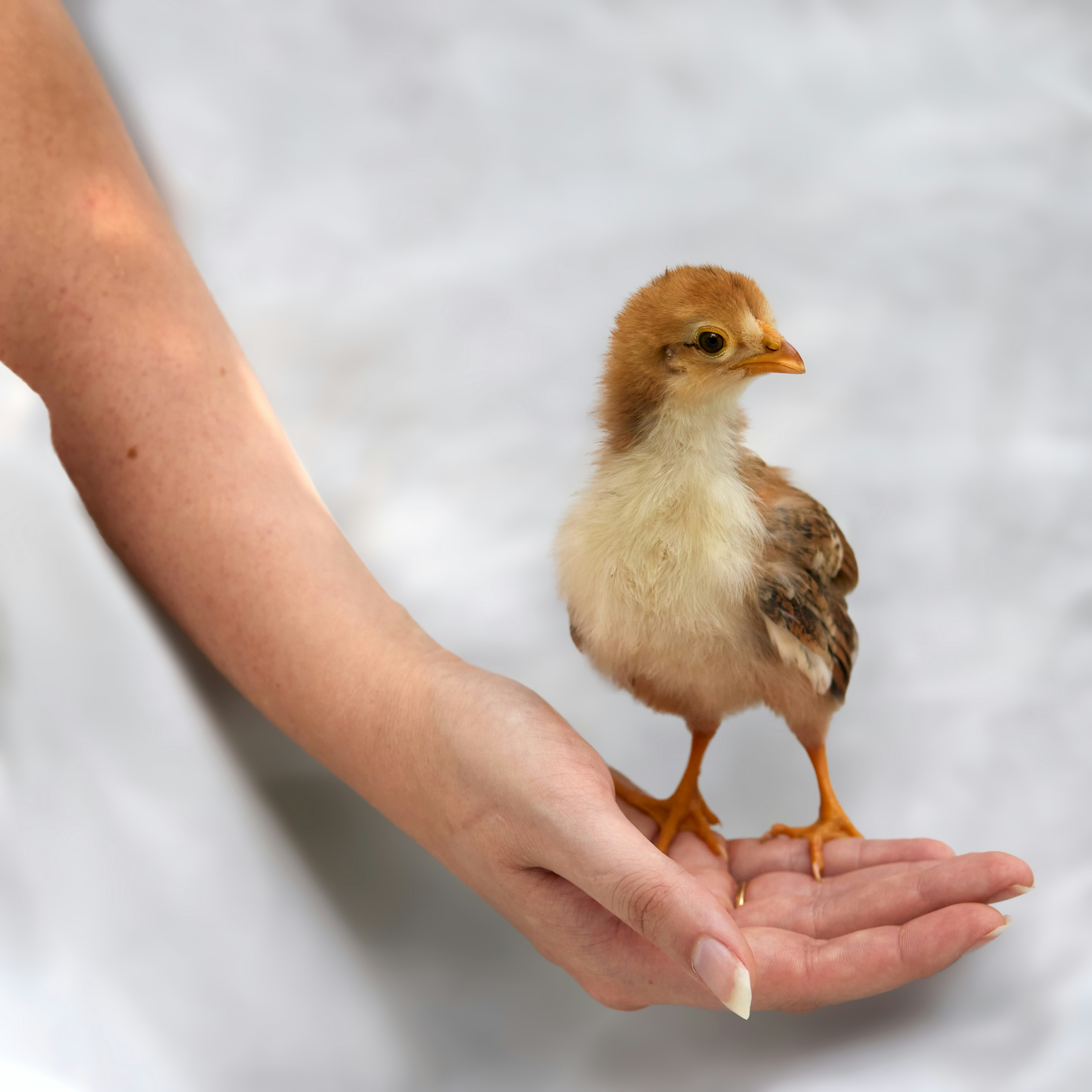 A small chick stands on a person's outstretched hand